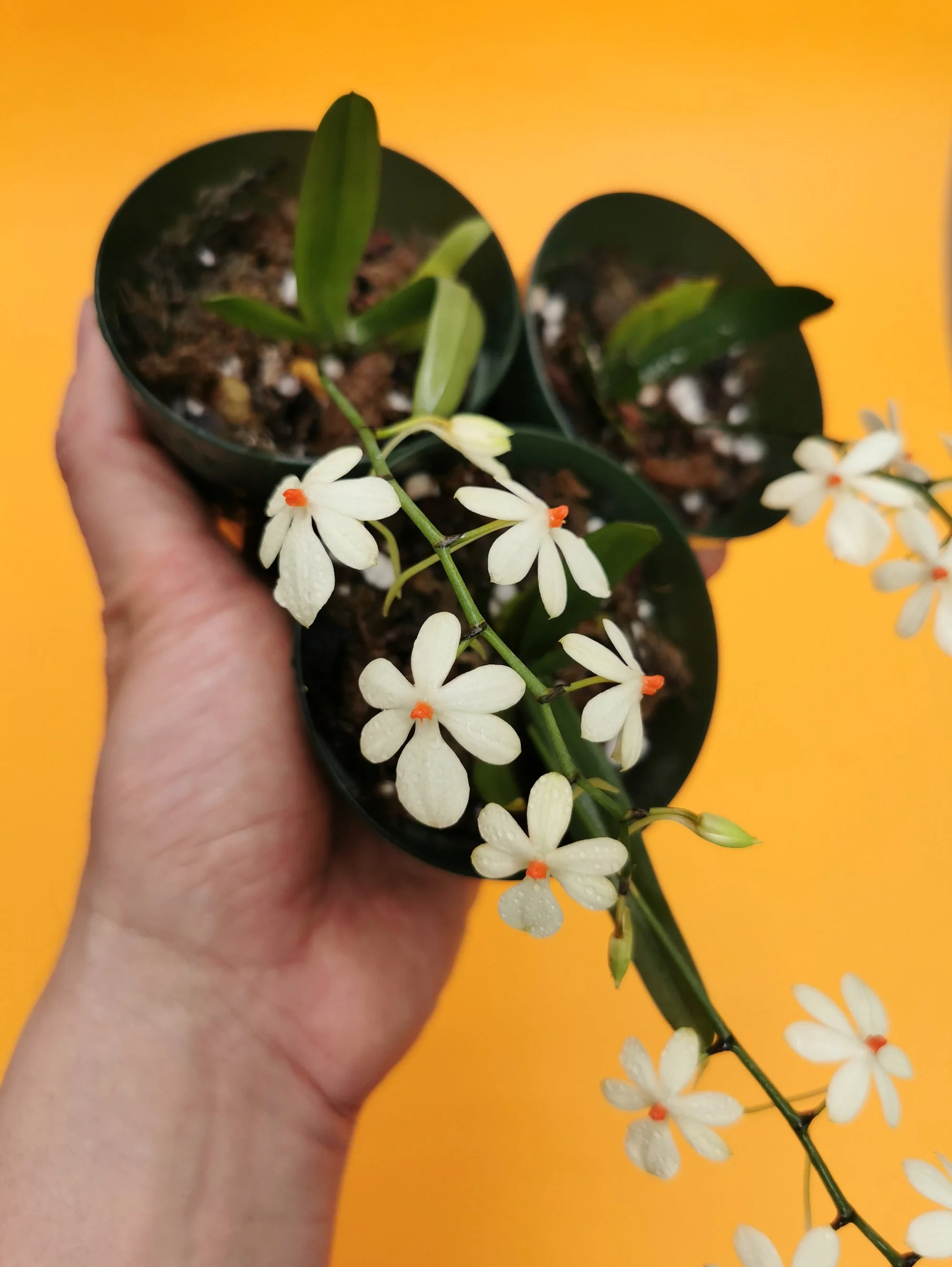 Aerangis citrata x luteoalba