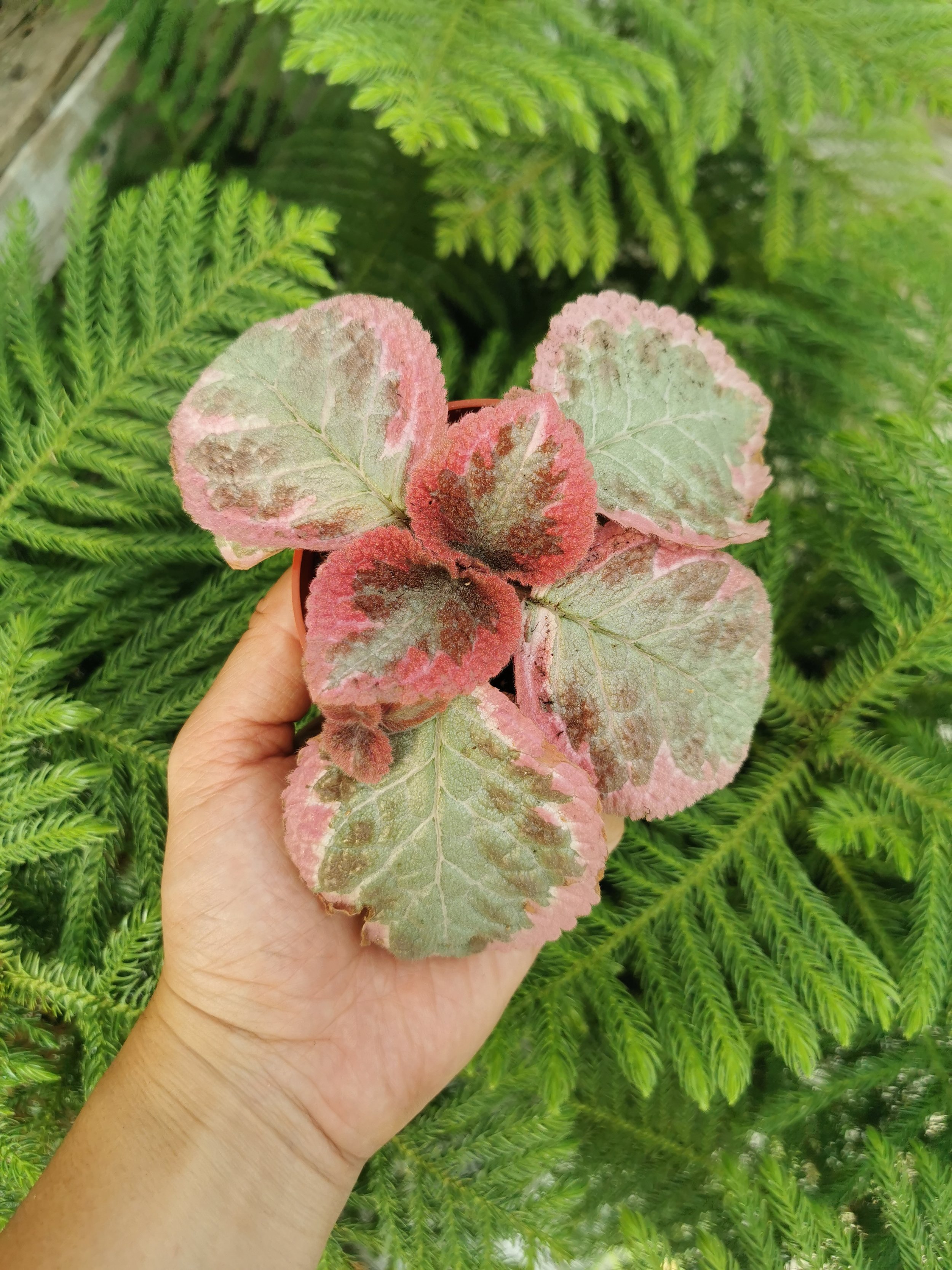 Variegated Strawberry Begonia