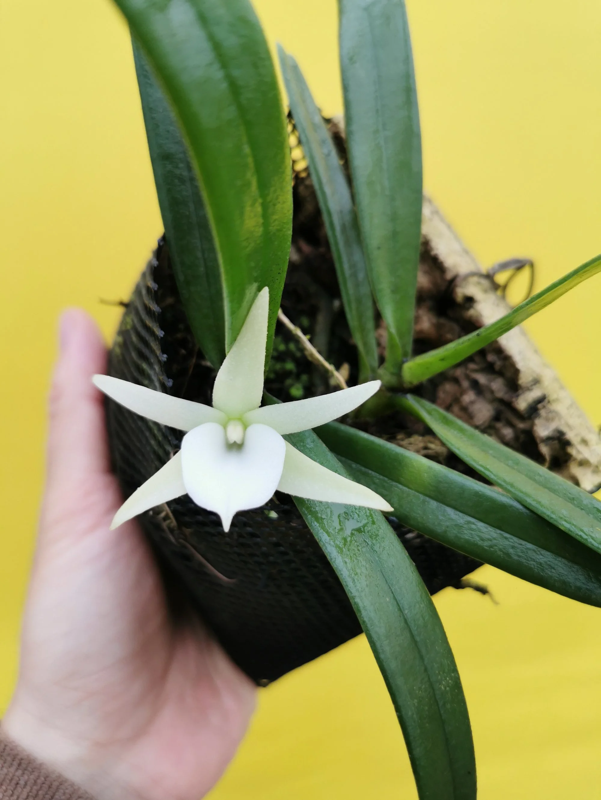 Angraecum elephatinum