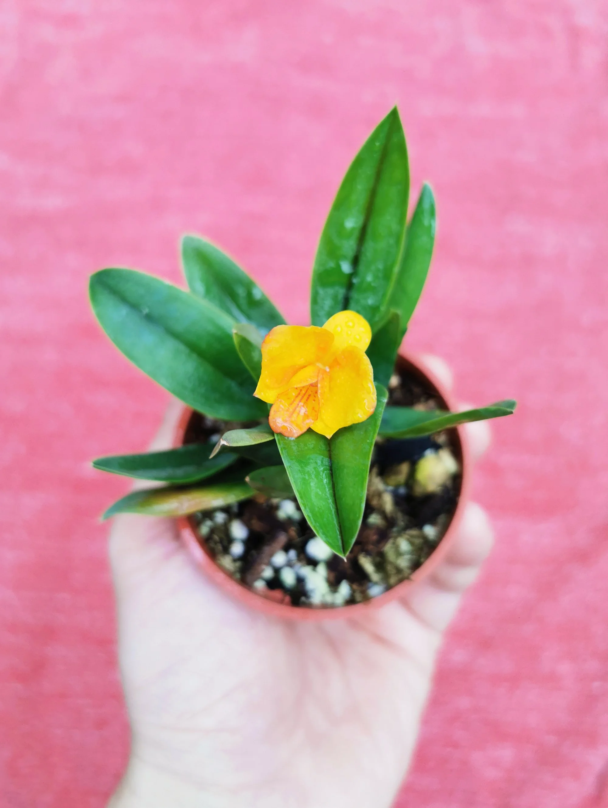 Cattleya Faikon Ball