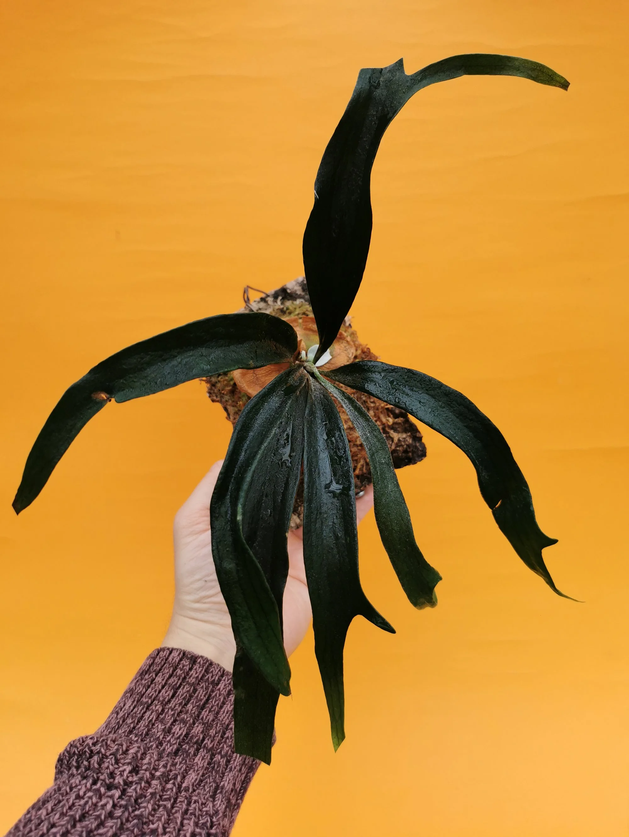 Platycerium Mt. Lewis Thin x Dwarf Little Kitty