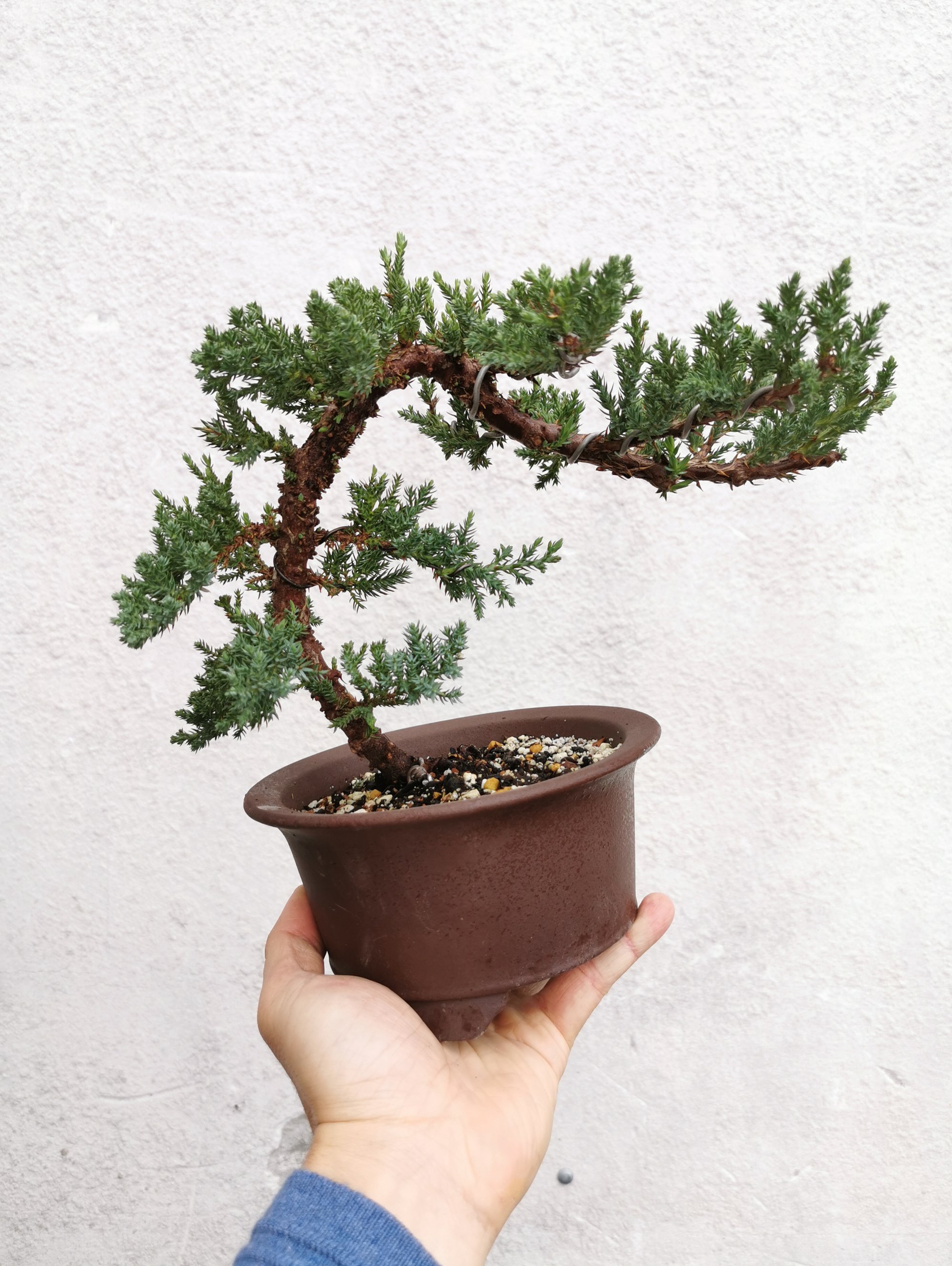 Juniper