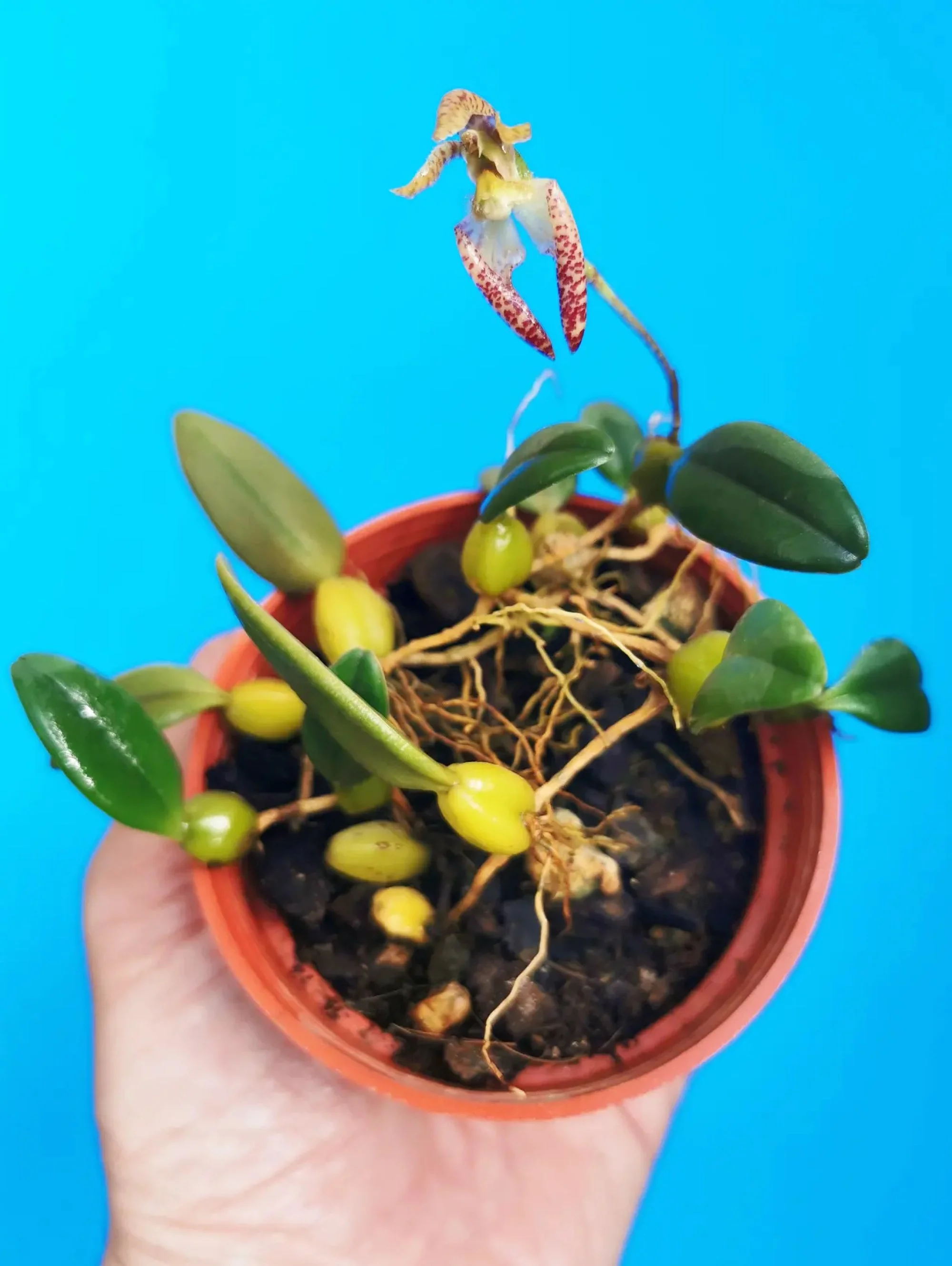 Bulbophyllum lasiochilum