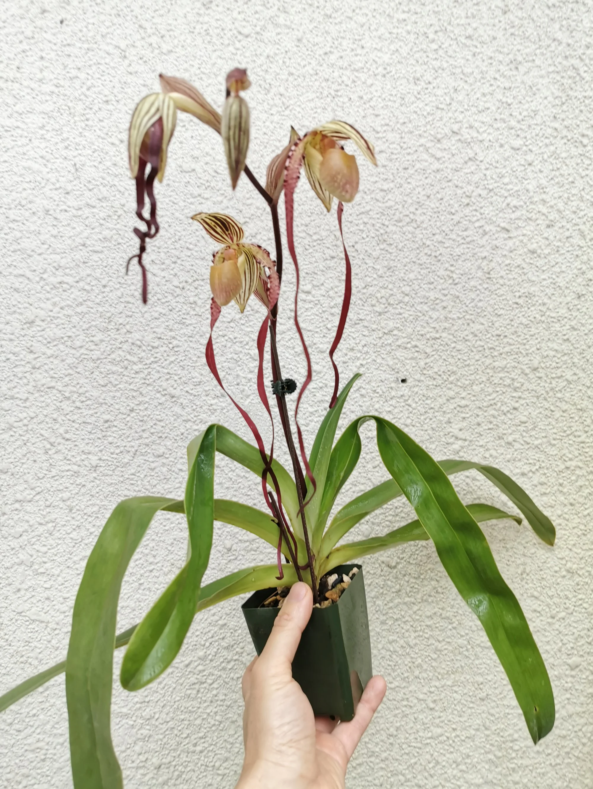 Paphiopedilum Michael Koopowitz x Sib
