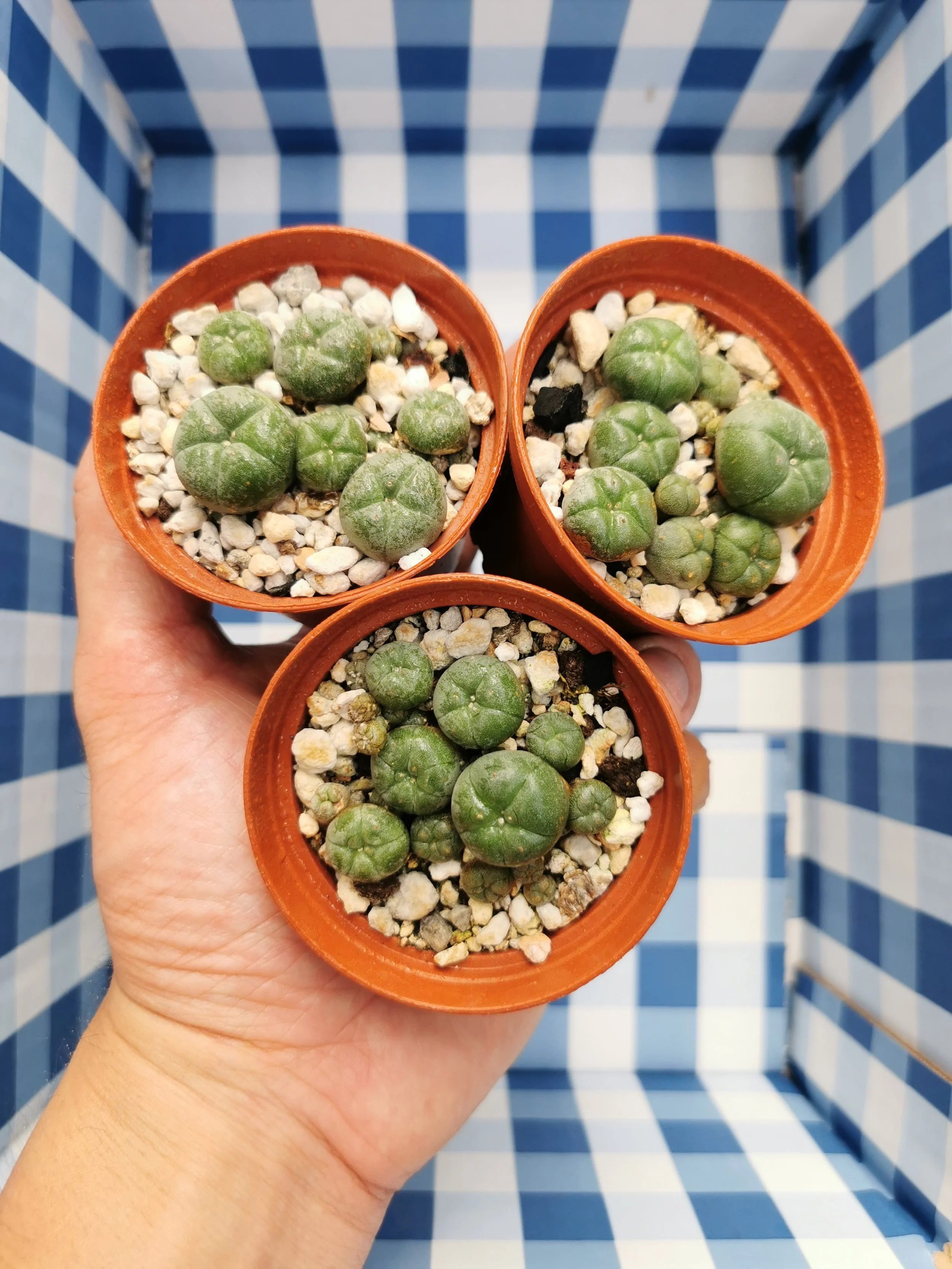 Peyote