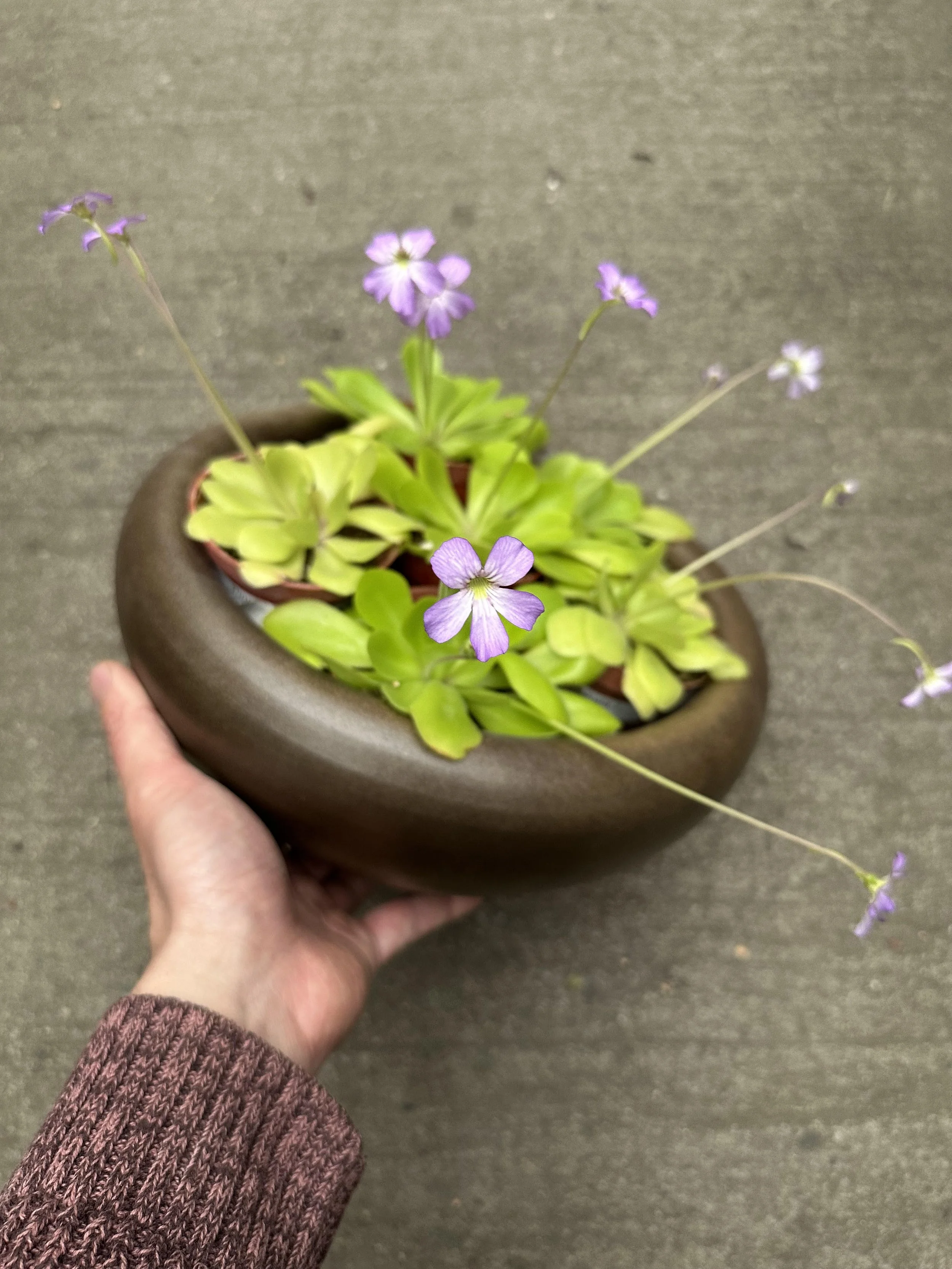 Butterwort - Pinguicula Tina