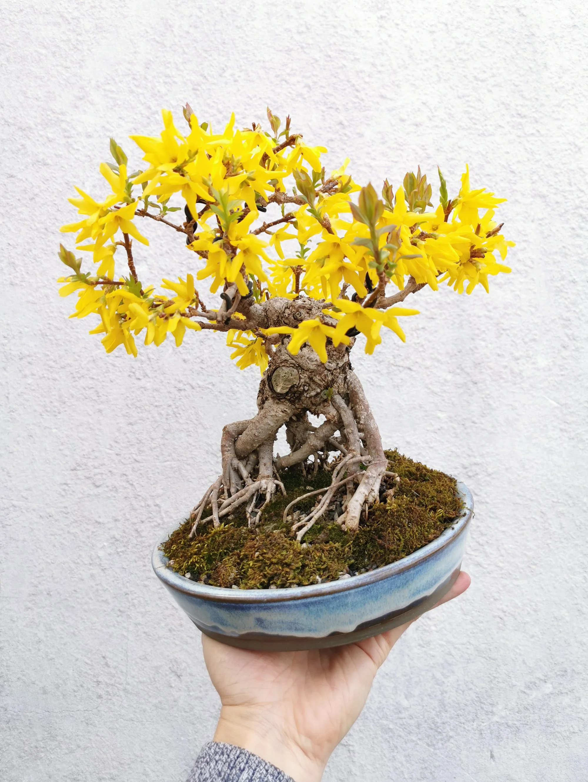 Forsythia