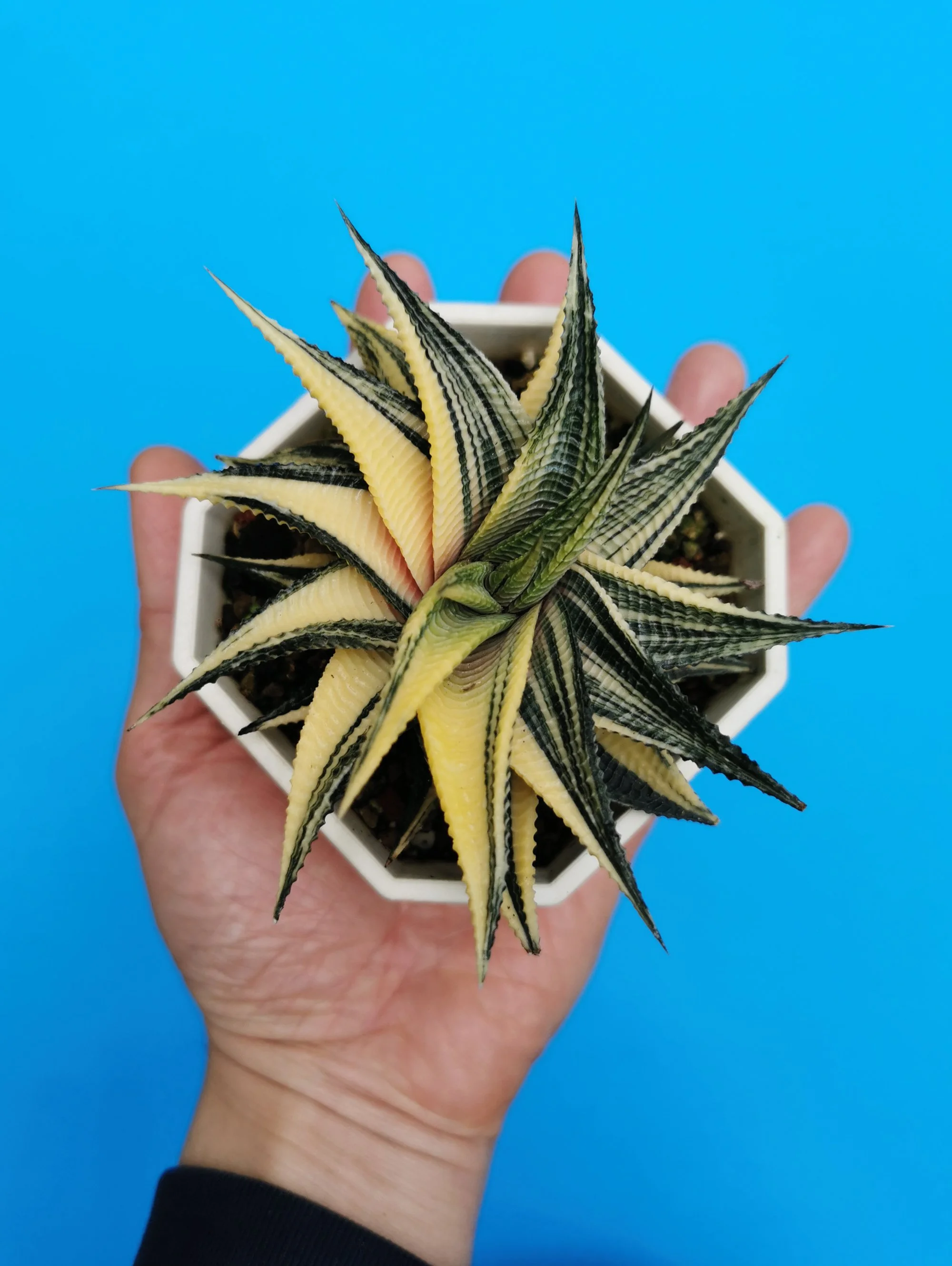 Variegated Haworthia