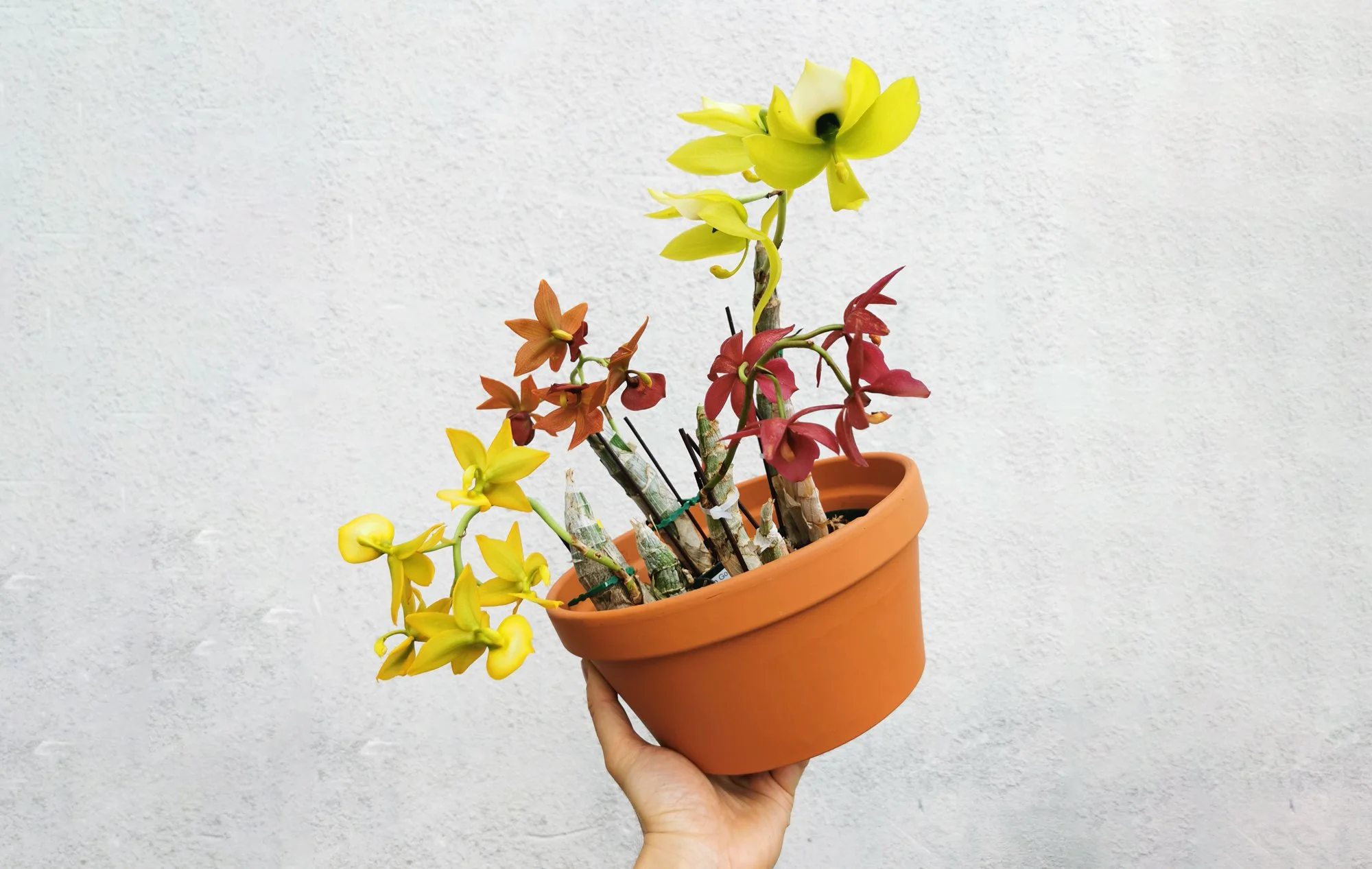 250326_KimsNature_Home_Orchid1_02.jpg