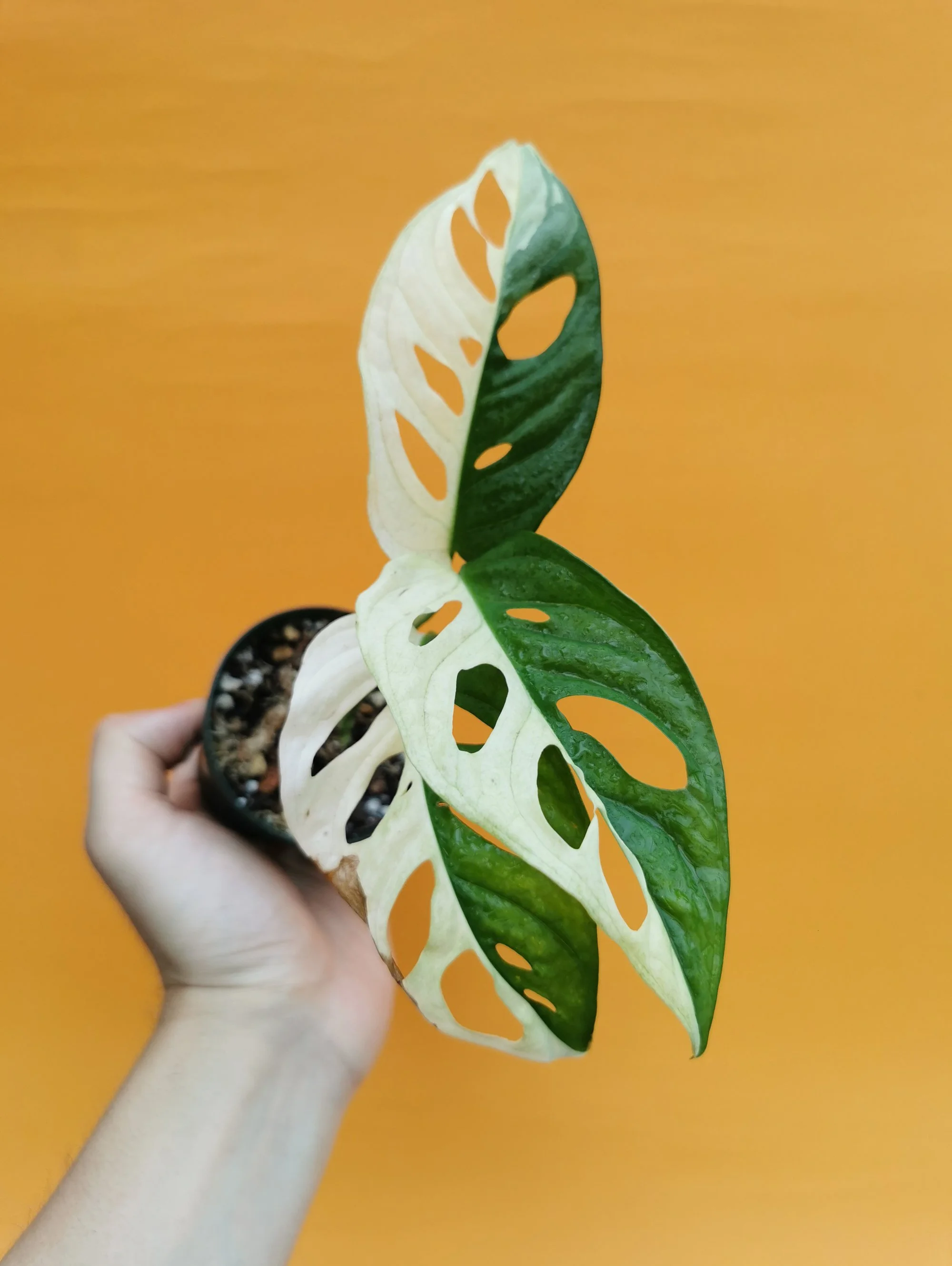 Monstera adansonii variegata