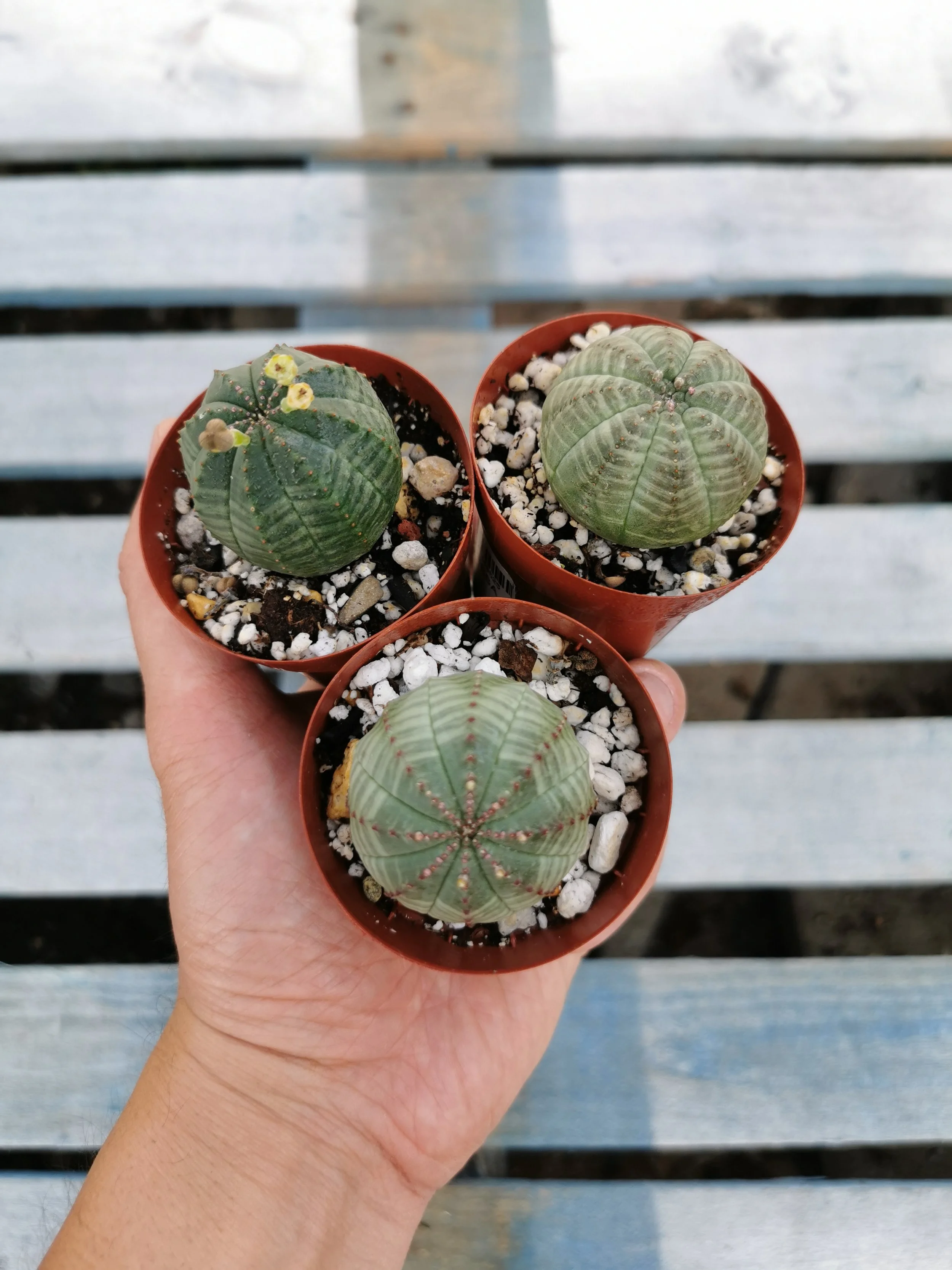 Euphorbia obesa