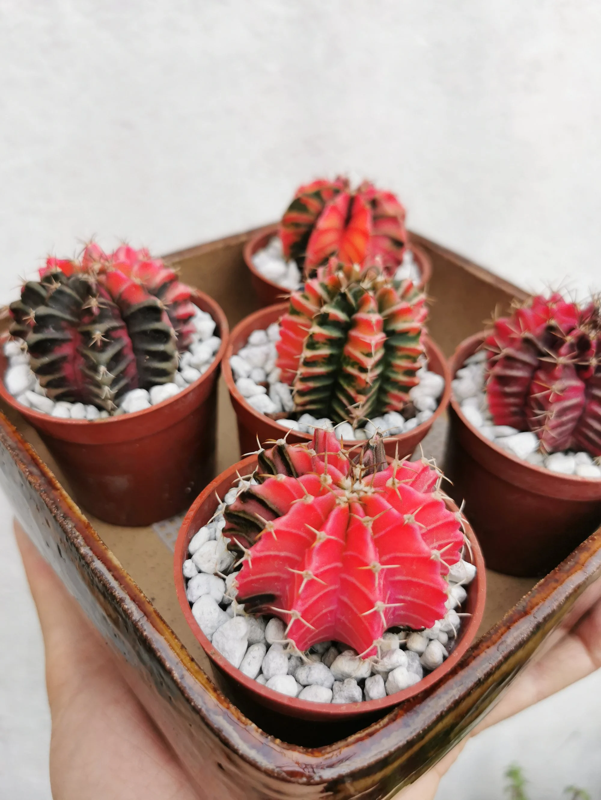 Variegated Gymnocalycium