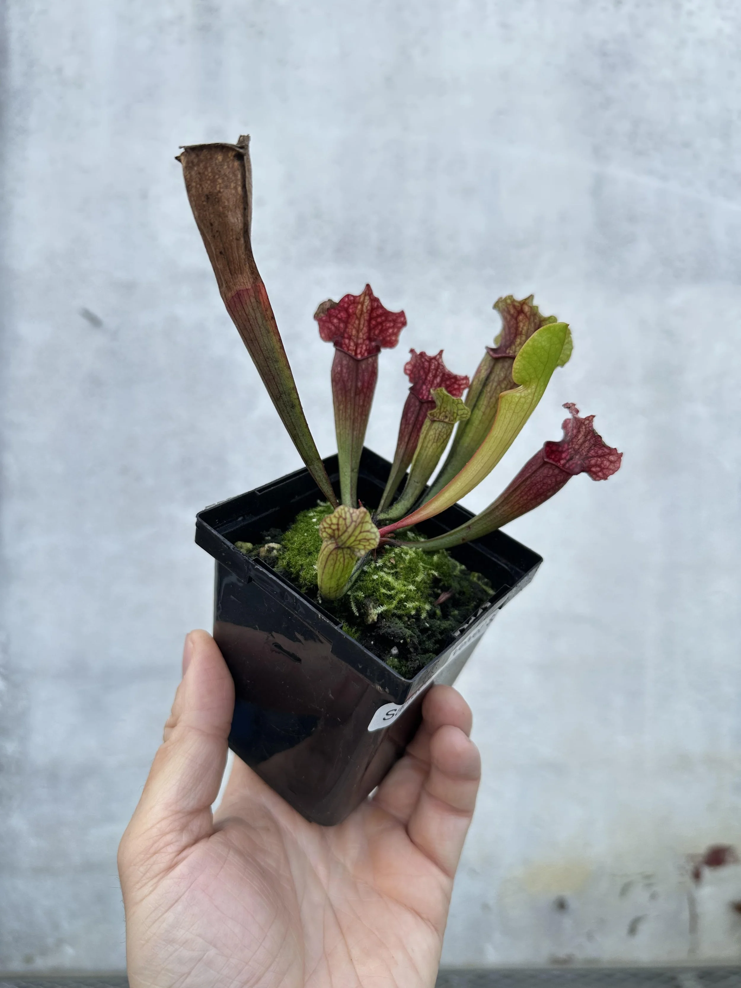 North American Pitcher Plant , Sarracenia 'Velvet'