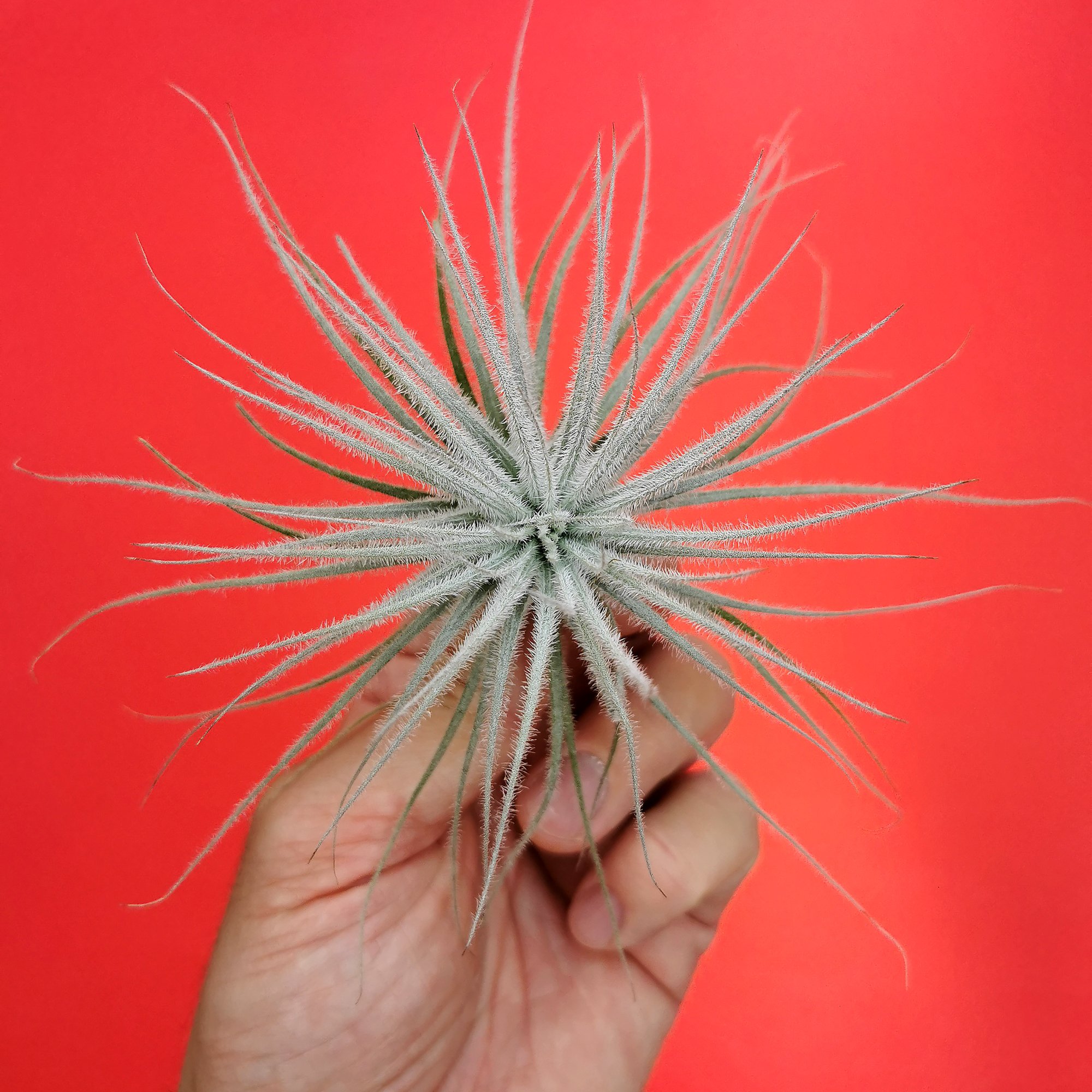 Tillandsia tectorum