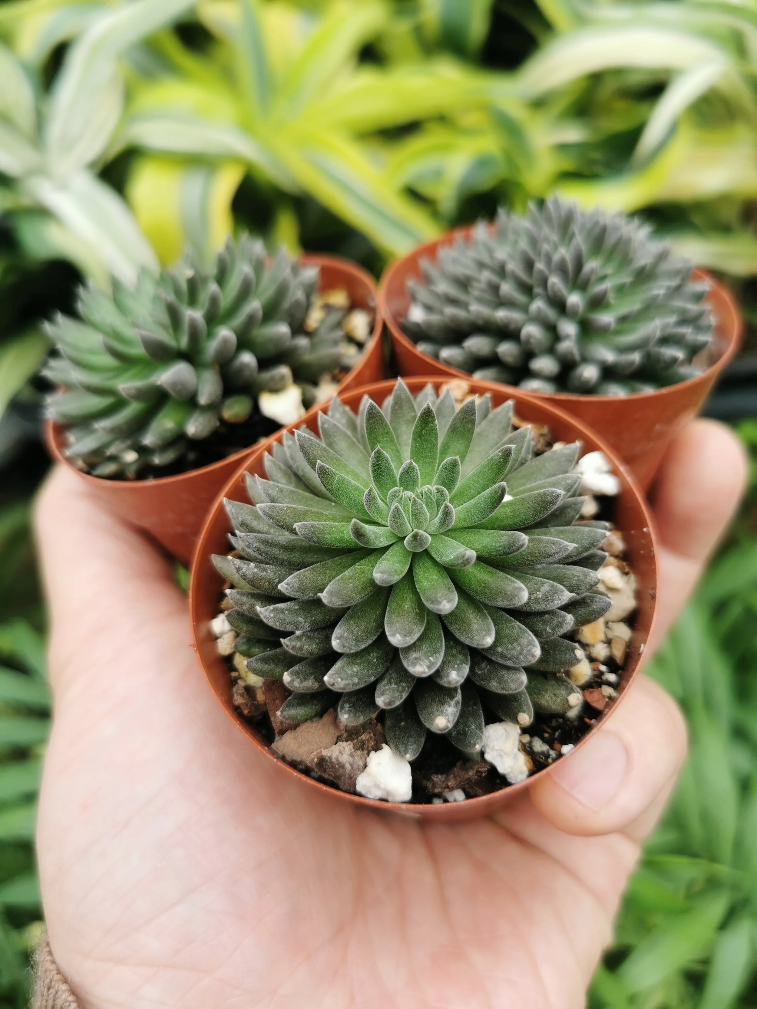 Sinocrassula yunnanensis