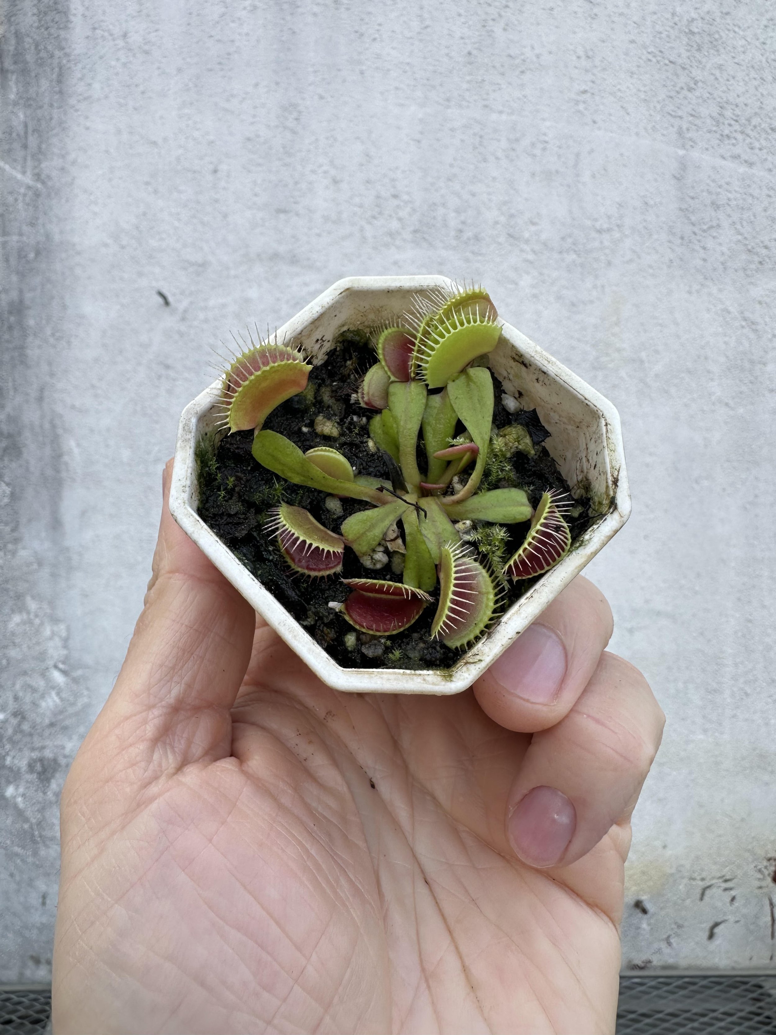 Venus Fly Trap