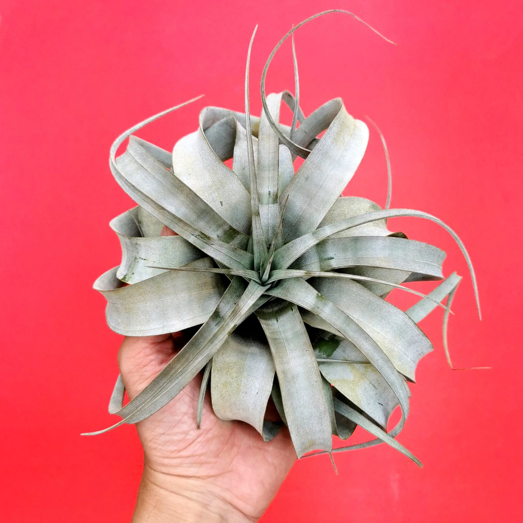 Tilliandsia xerographica