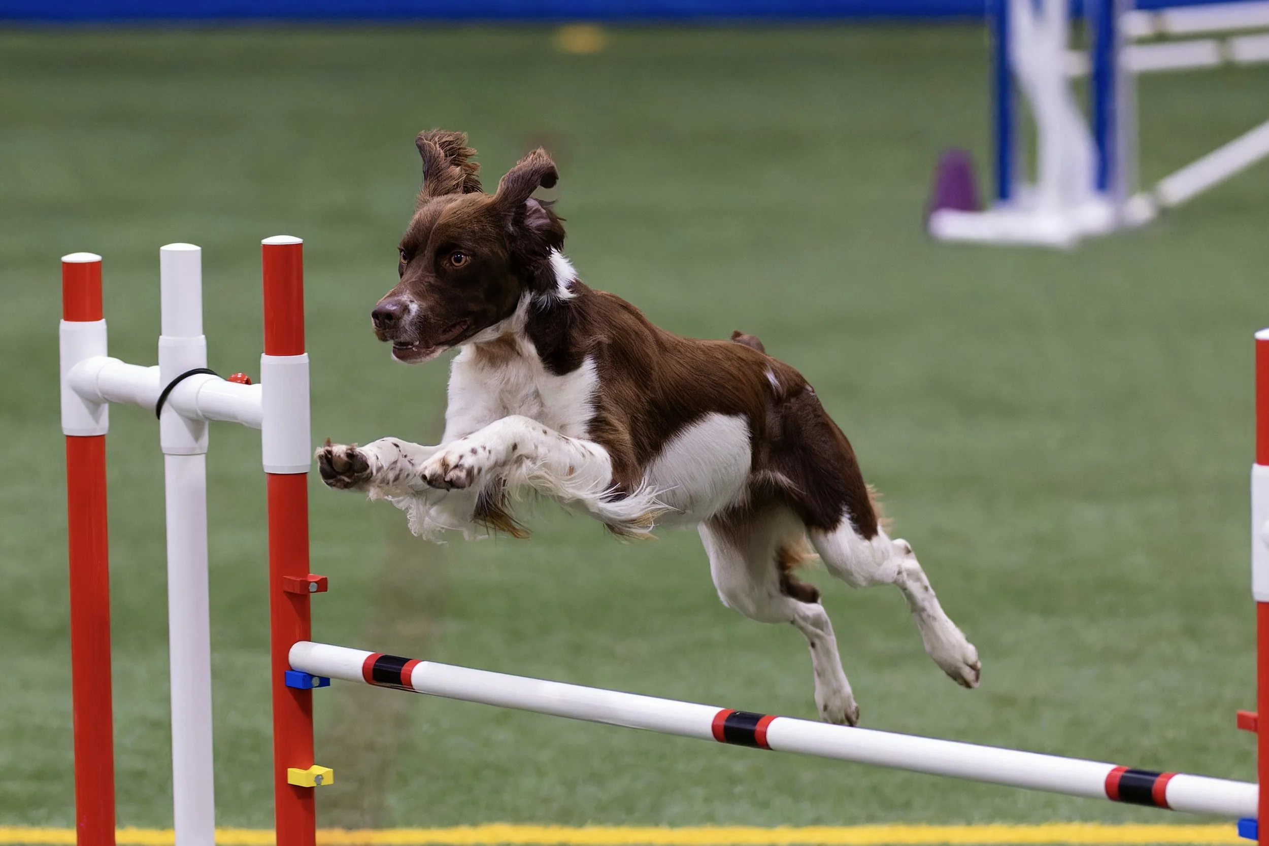 Brittany in agility trial.