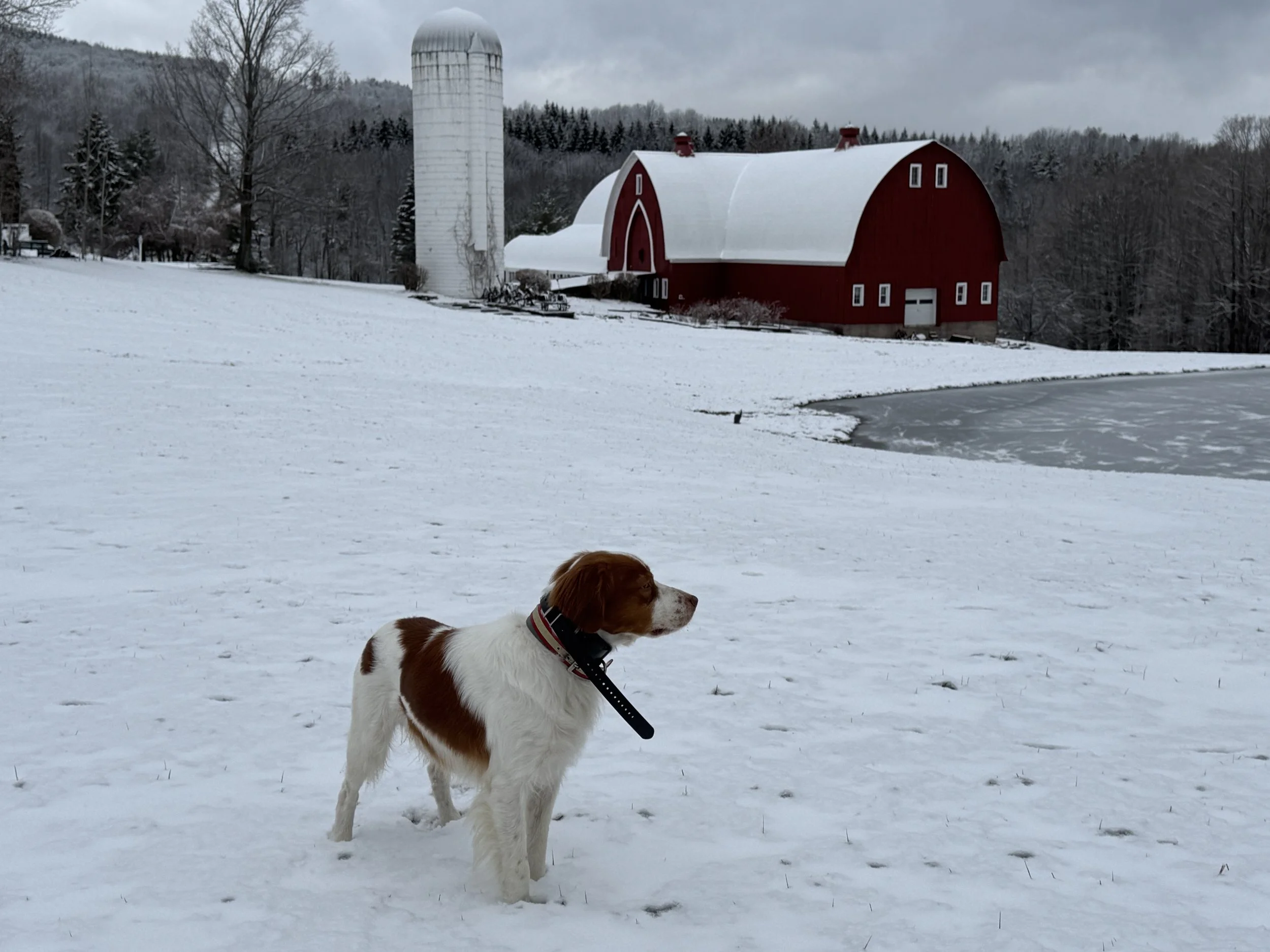 Brittanys love snow.