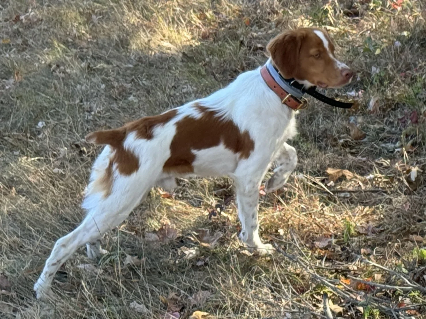 Stylish Brittany point.