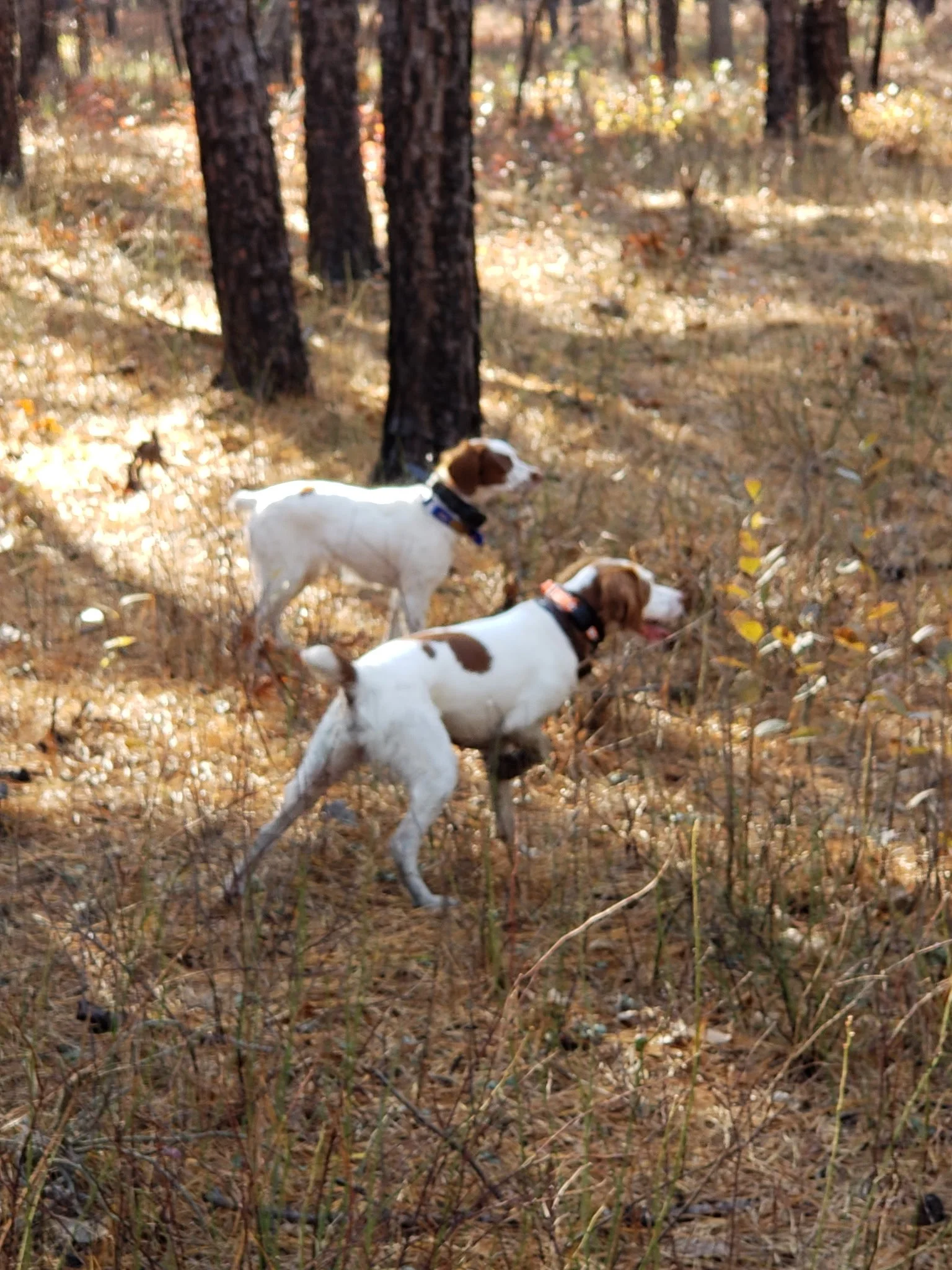 Brittany training, can you say quail?