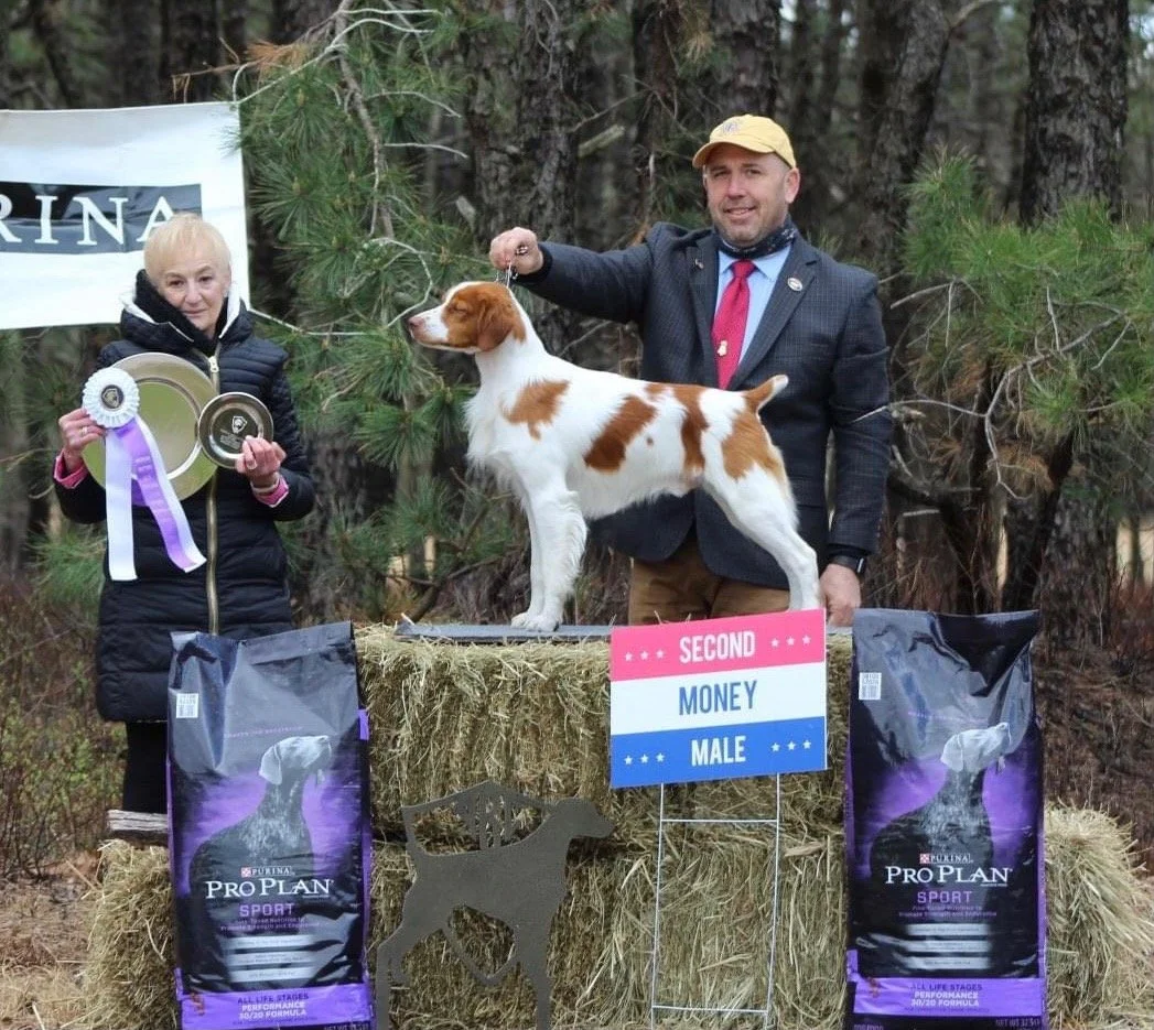 2021 Brittany Futurity. 2nd Money Male.