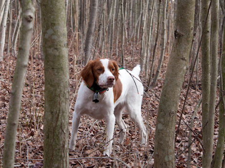 I smell quail!