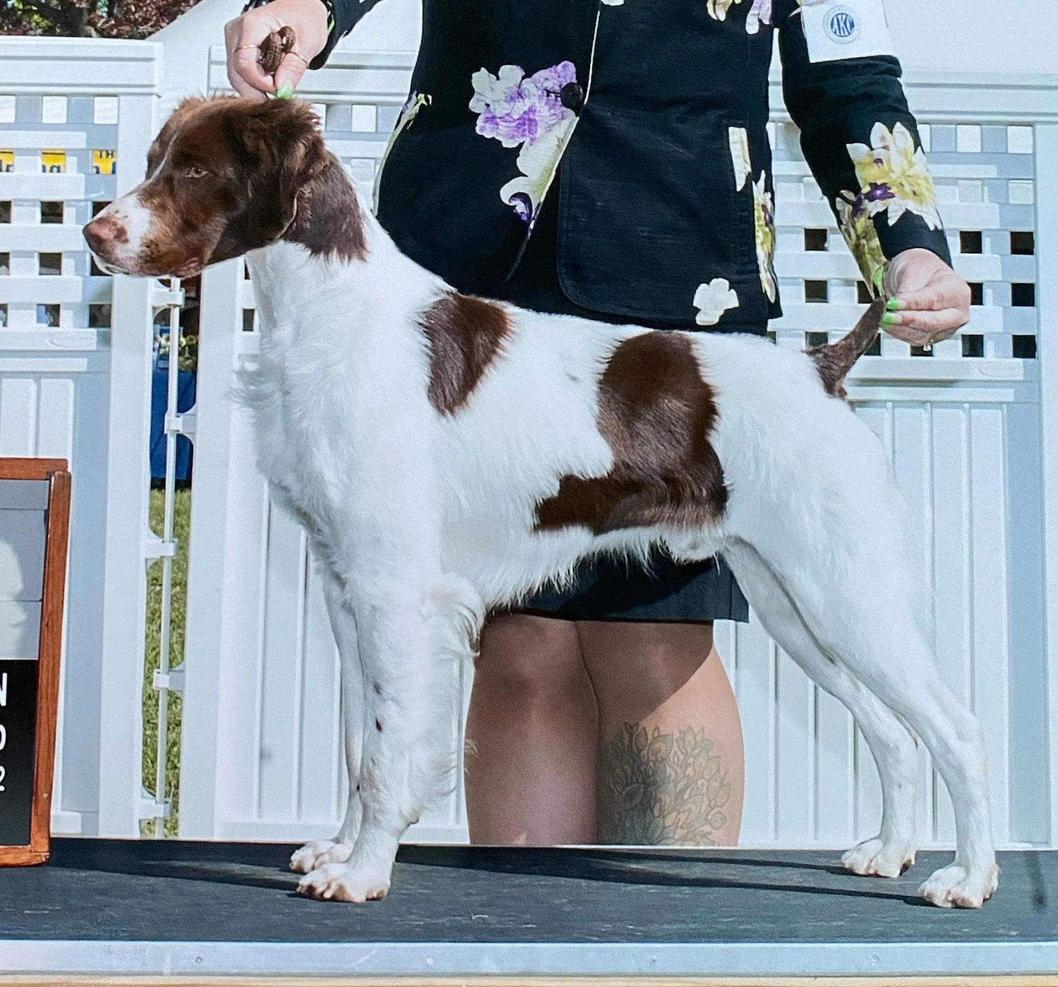 Brittany at dog show.