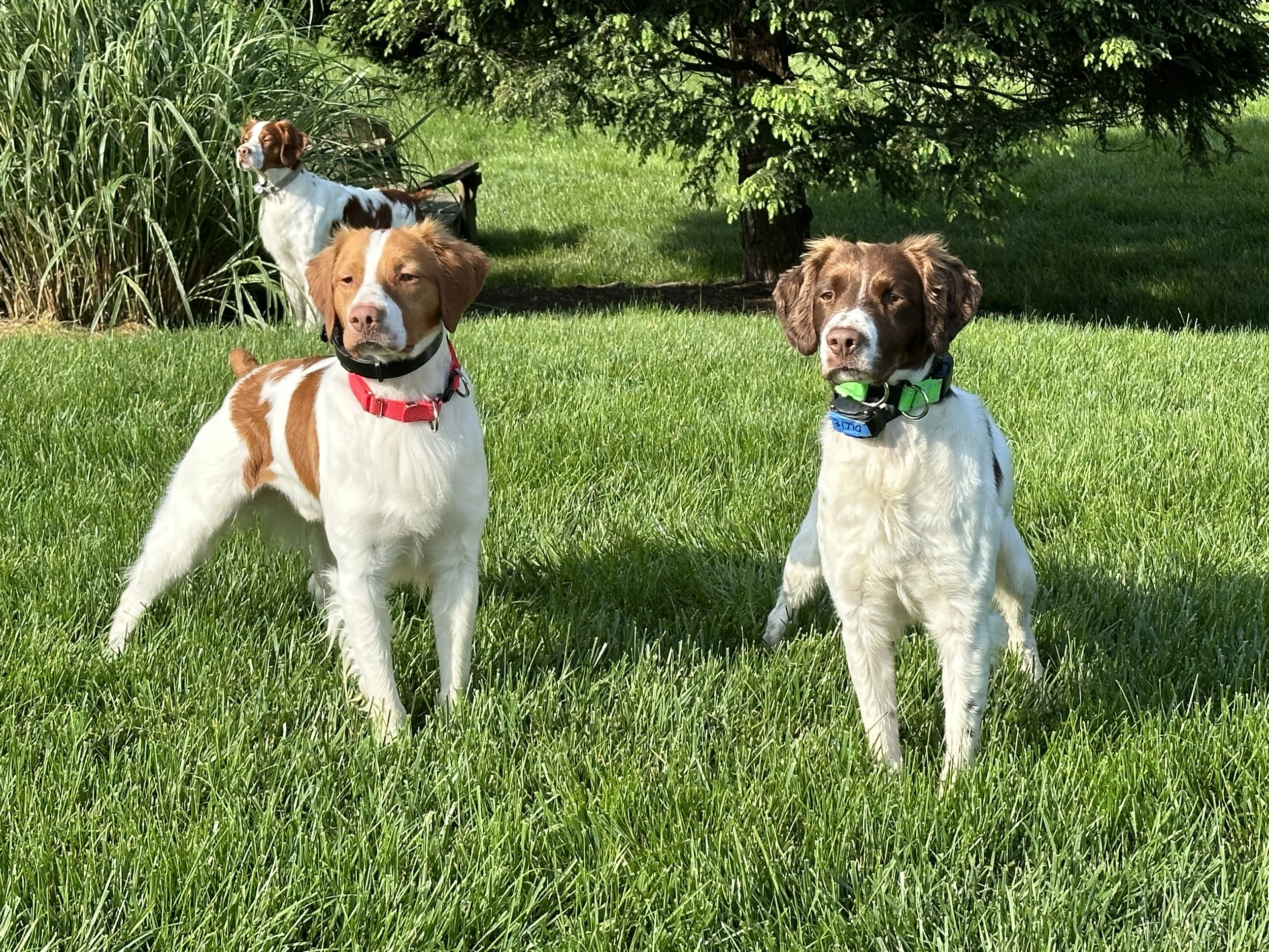 Three male Brittanys.