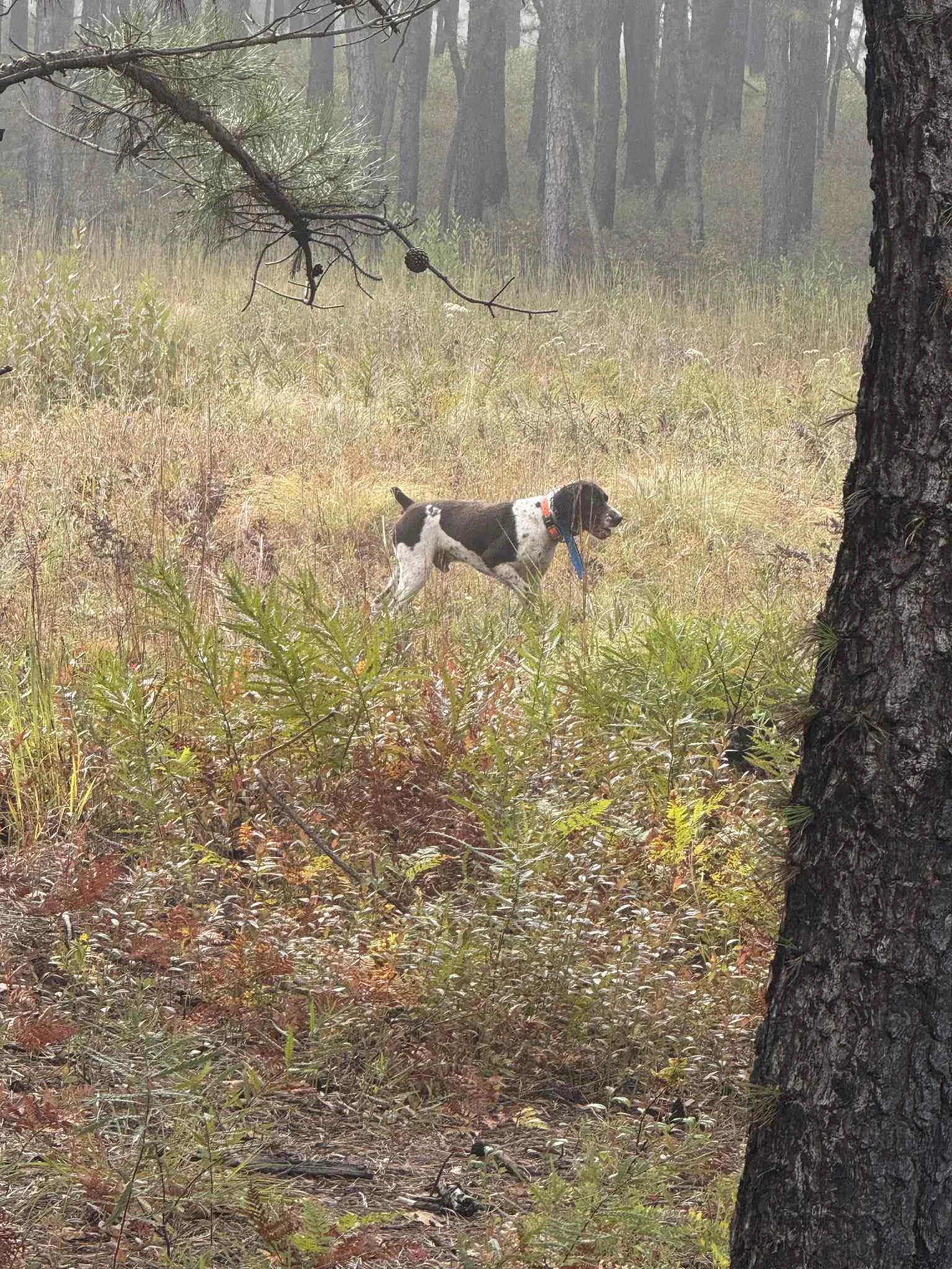 liver pointing in field.jpg