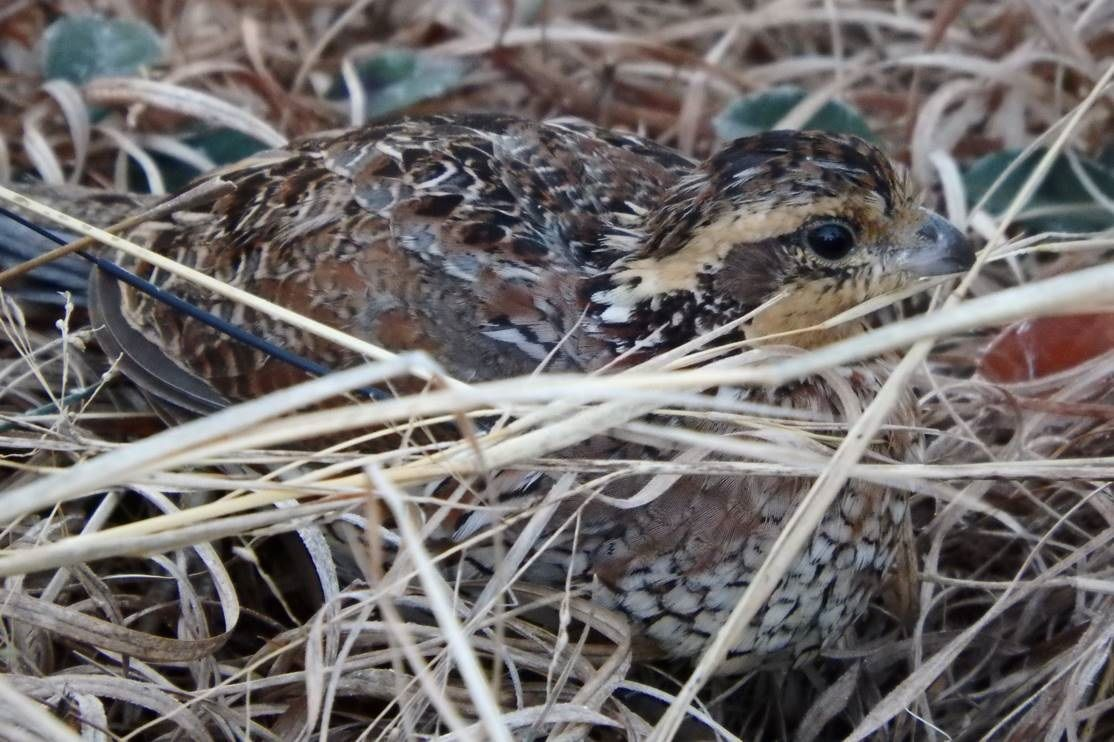 Quail waiting to be flushed.