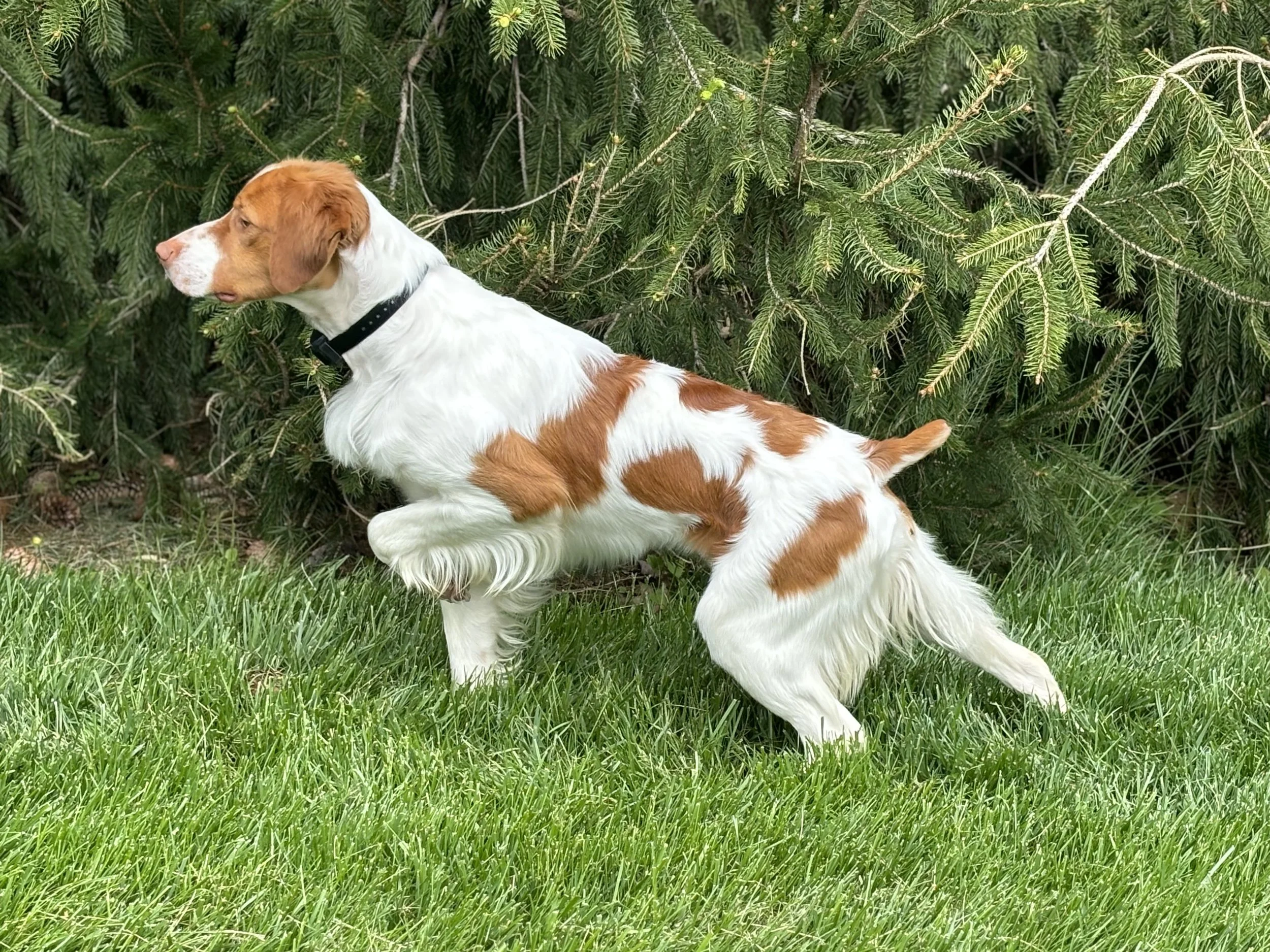 Stylish point, very natural for a Brittany.