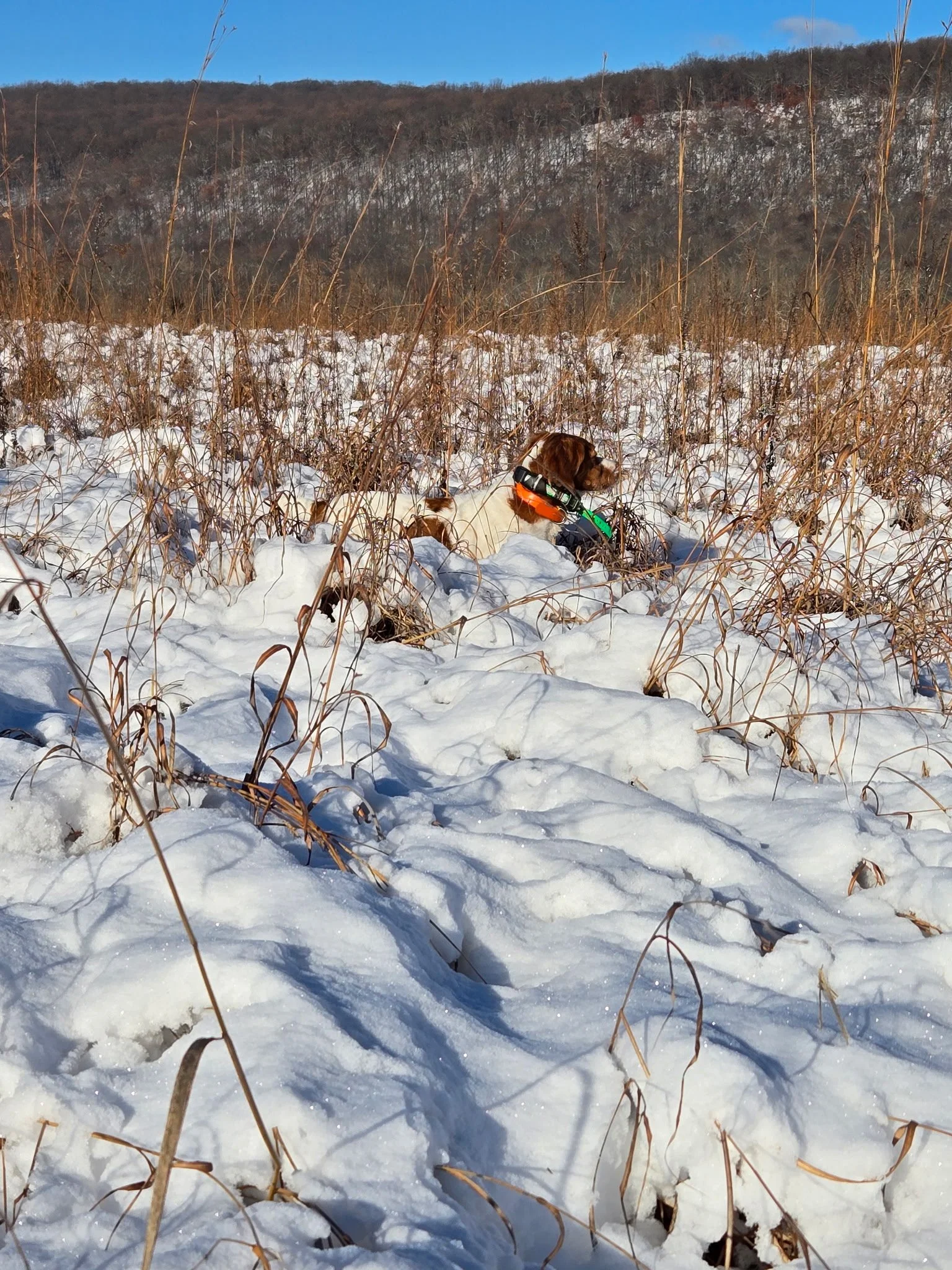 Brittanys love snow.