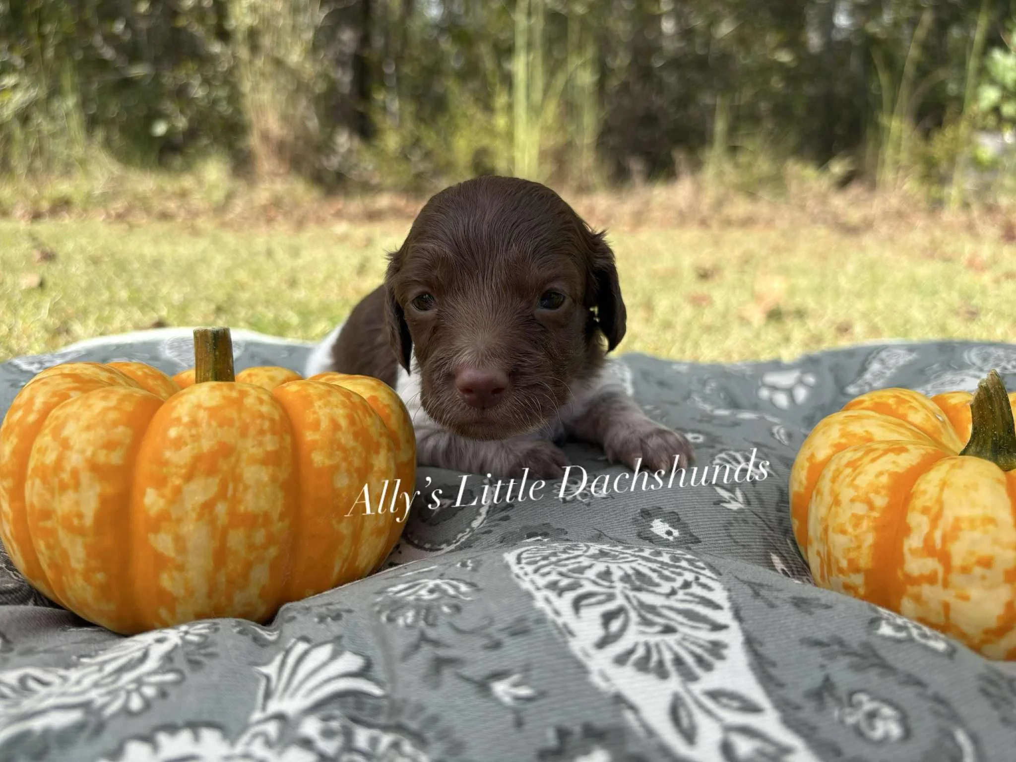 Sandy 1800 USD 
Female - AKC Limited Longhair Chocolate Piebald