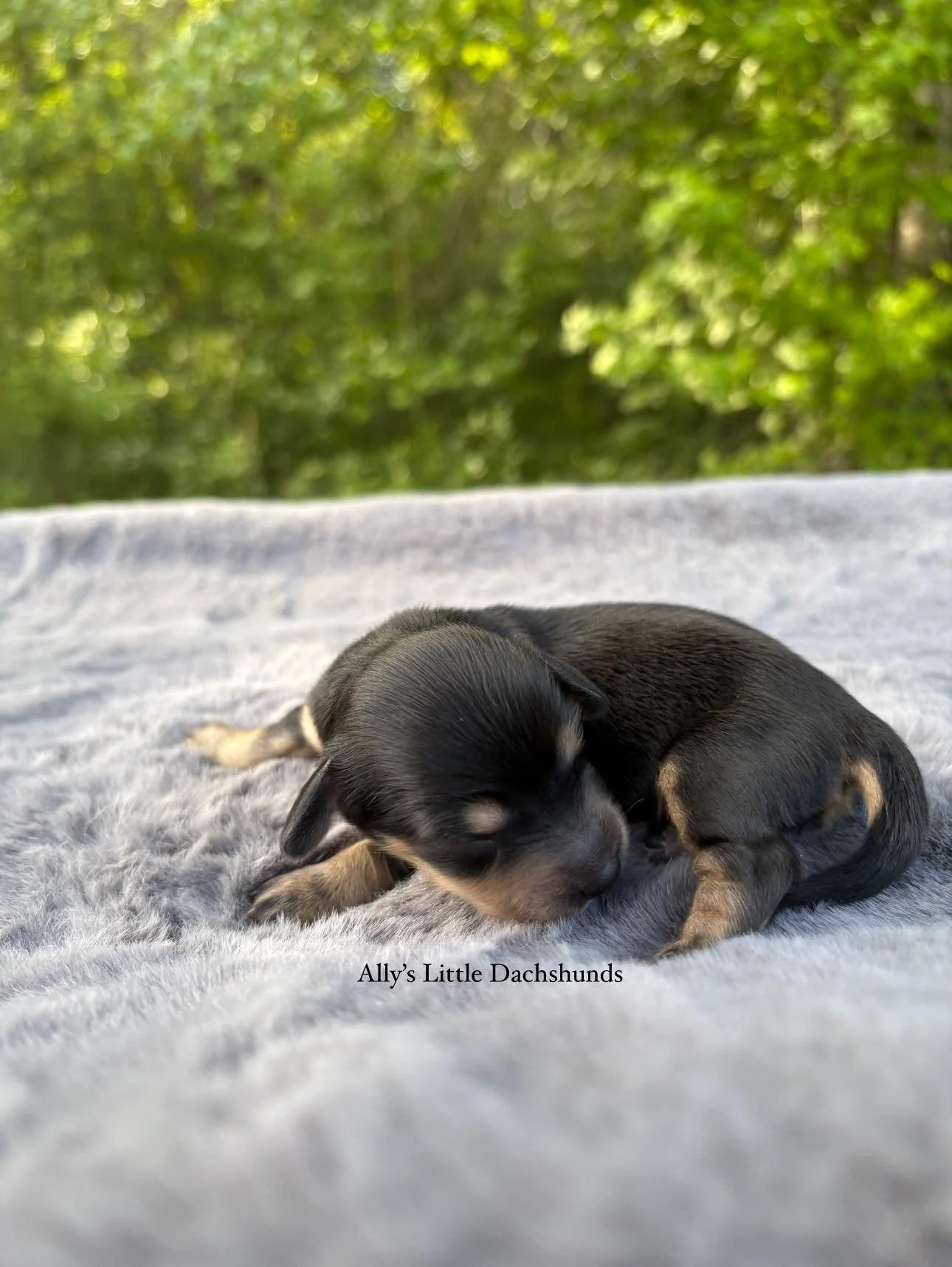 Dolly - 1800 (FEMALE)