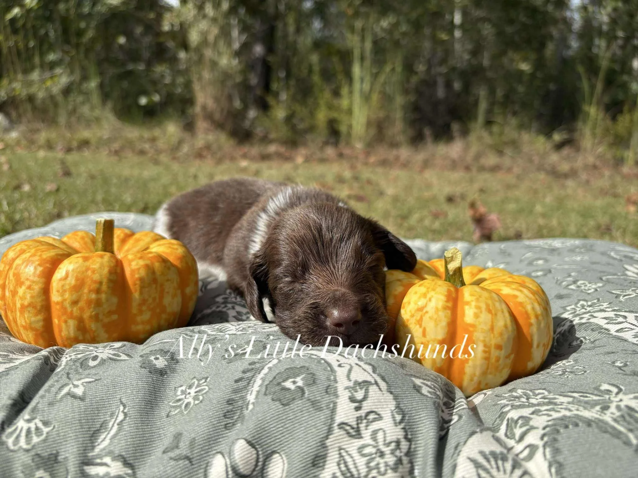 Reef - 1800 USD 
Male - AKC Limited Longhair Chocolate Piebald