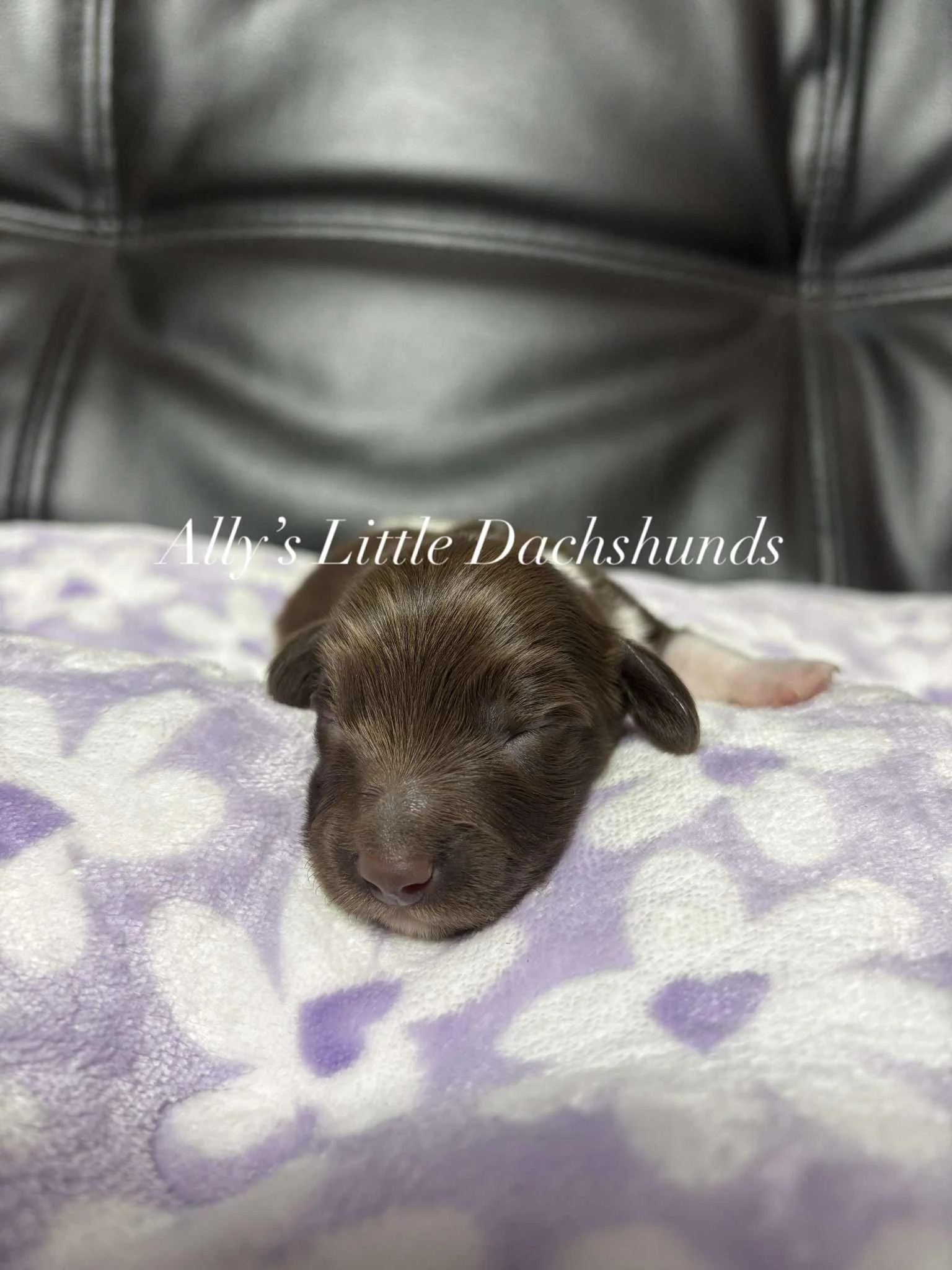Reef - 1800 USD 
Male - AKC Limited Longhair Chocolate Piebald