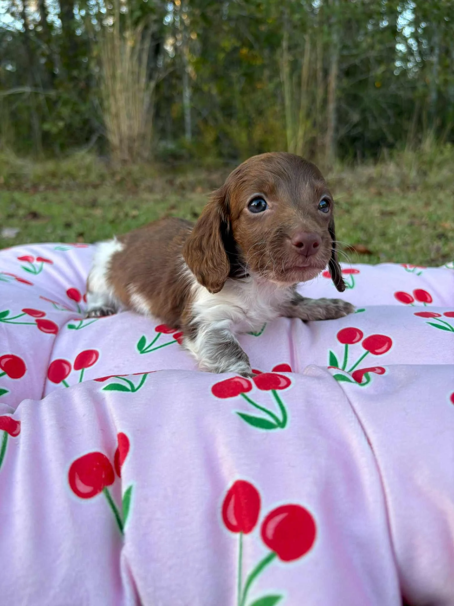 Sandy 1800 USD 
Female - AKC Limited Longhair Chocolate Piebald