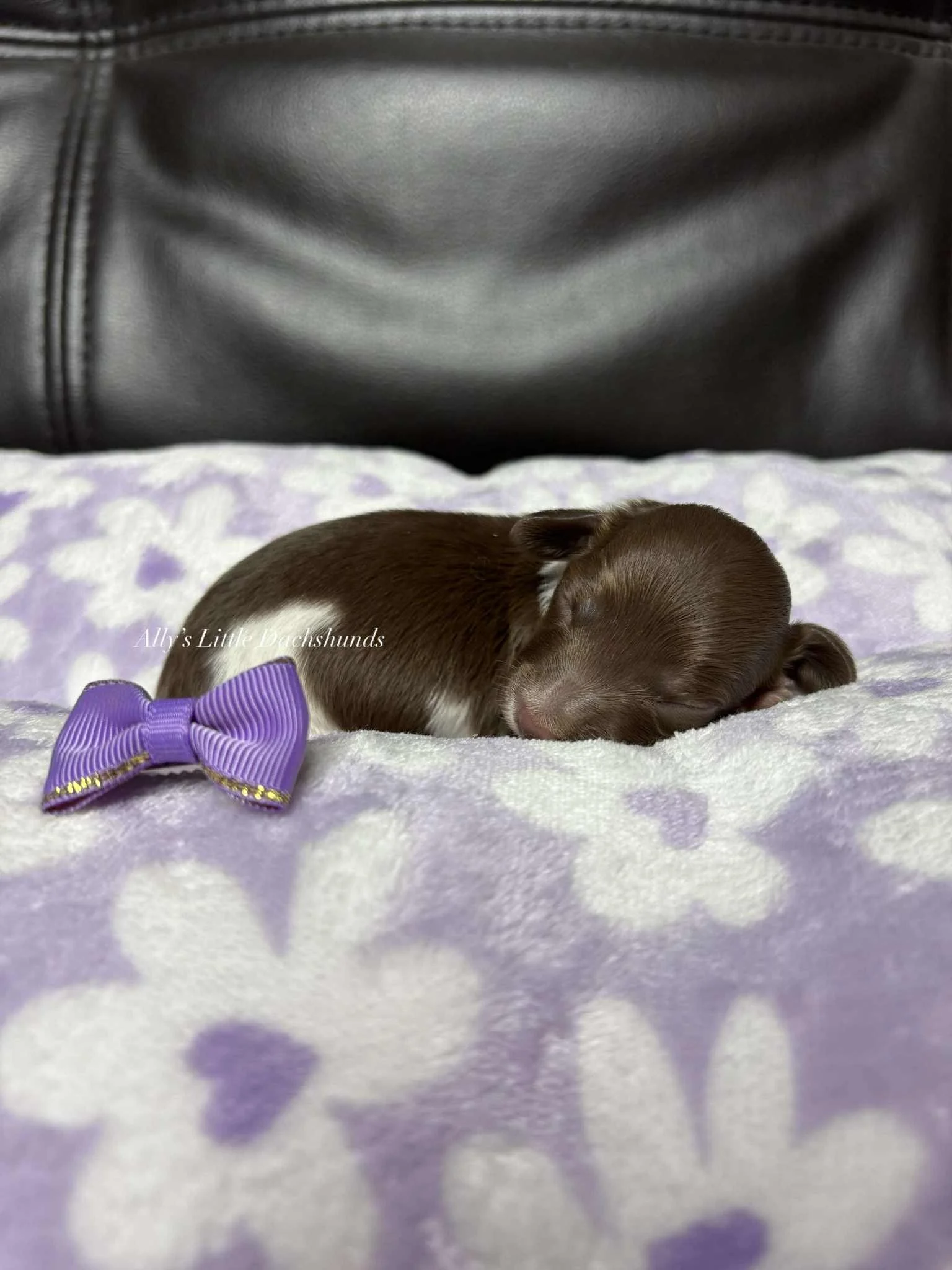 Sandy - 1800 USD 
Female - AKC Limited Longhair Chocolate Piebald