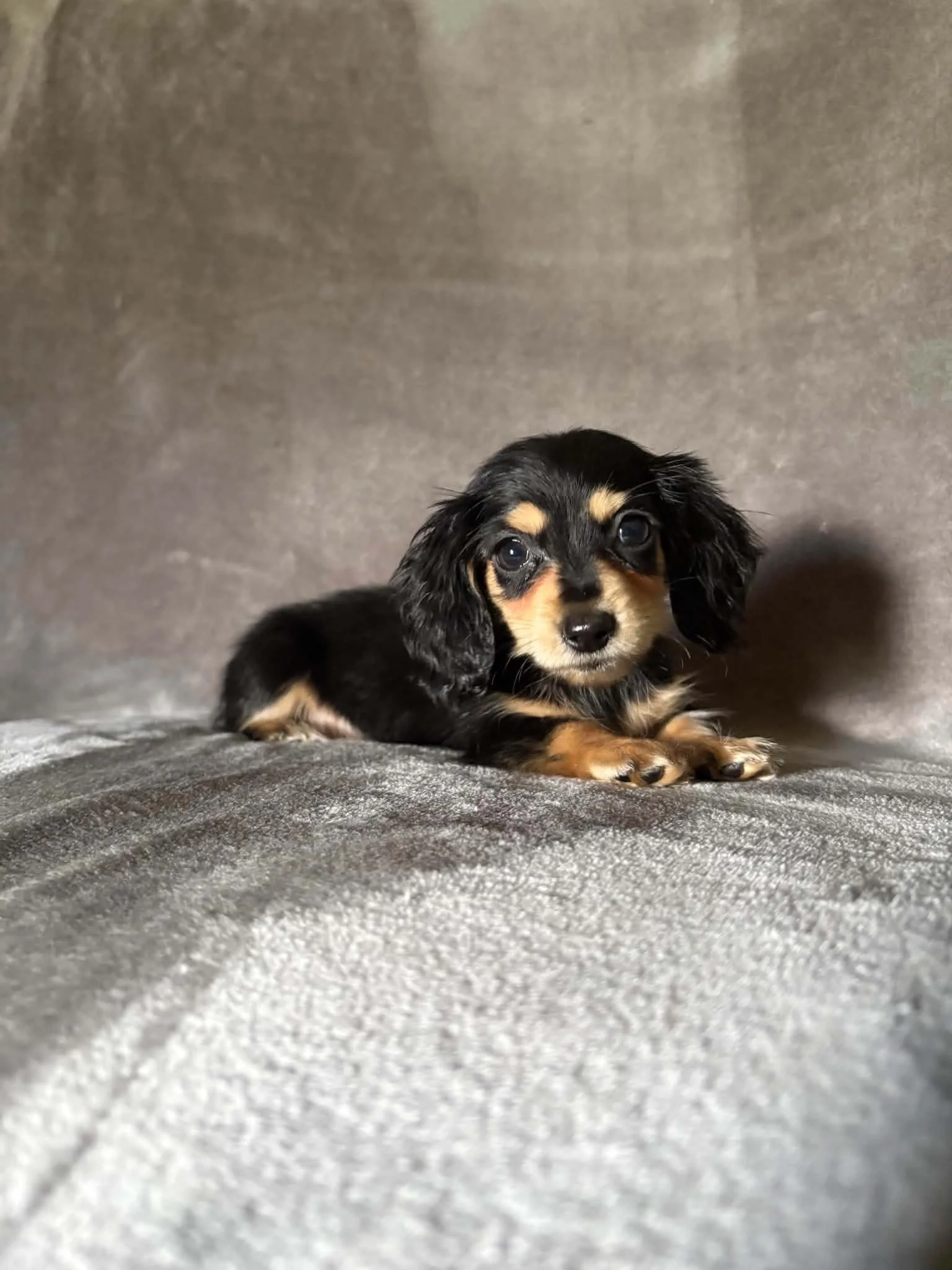 Dolly - 1800 (FEMALE)