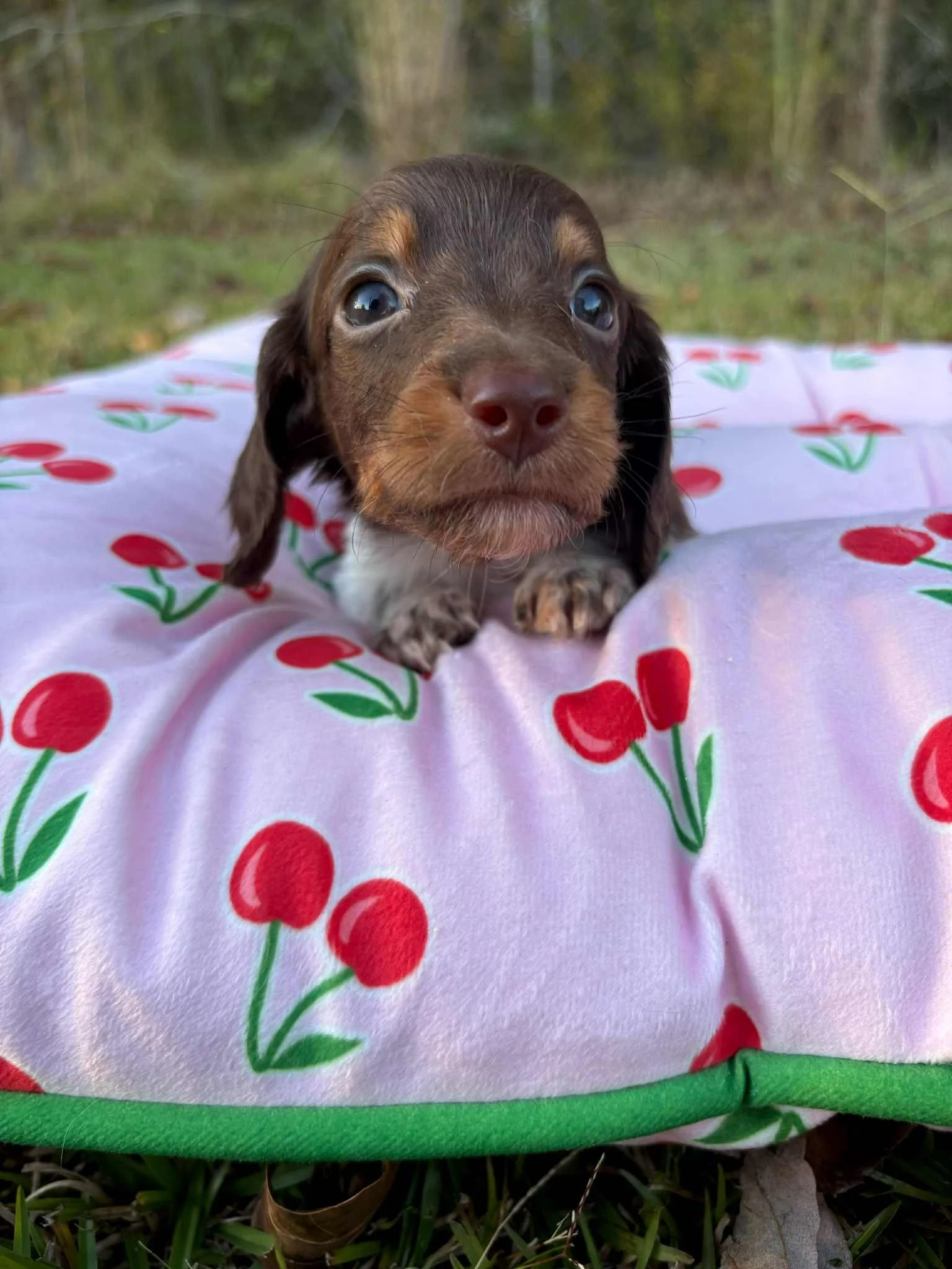 Finn - 1800 USD 
Male - AKC Limited Longhair Chocolate Piebald
