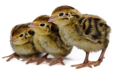 Coturnix Chick