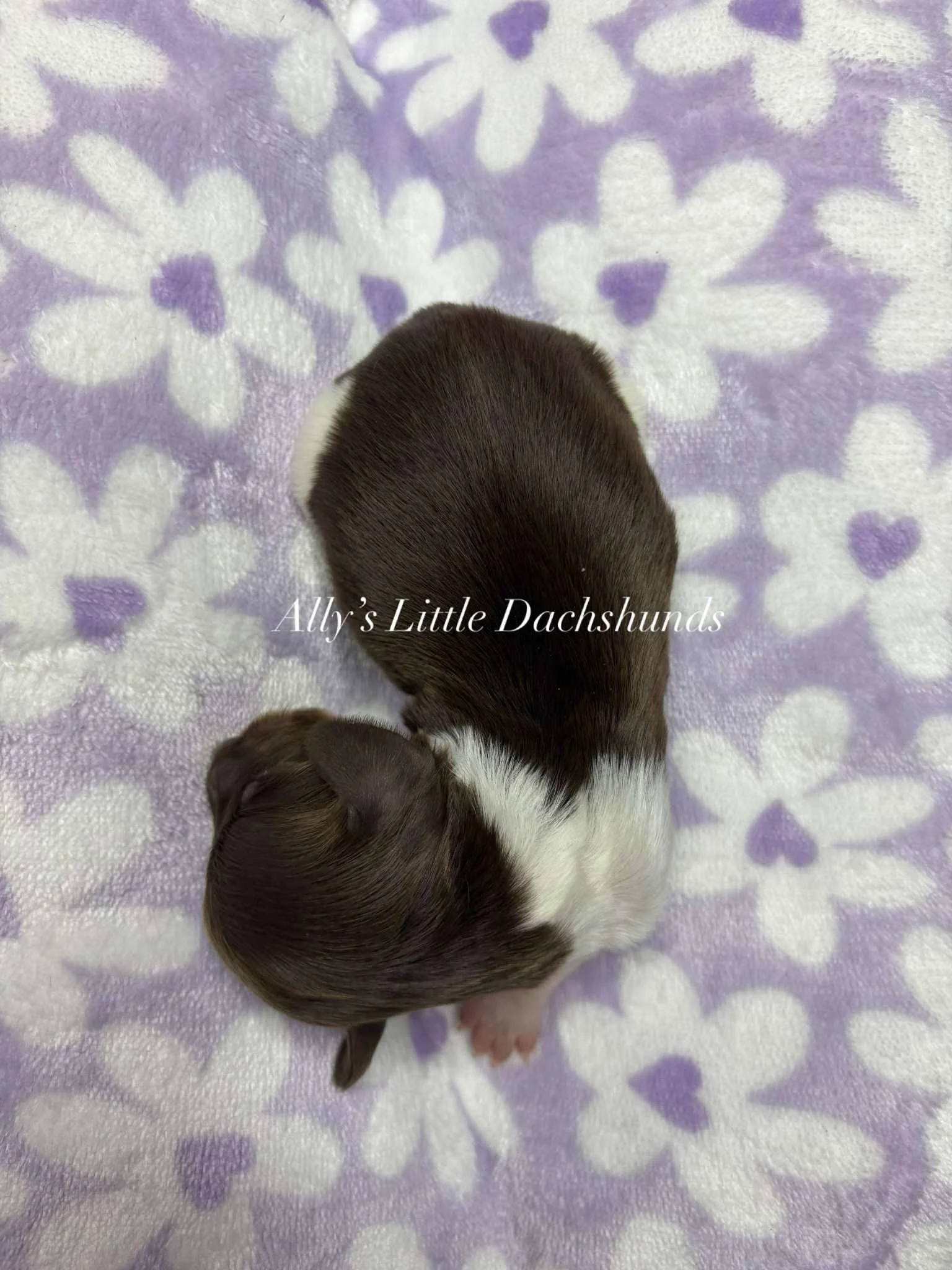 Finn - 1800 USD 
Male - AKC Limited Longhair Chocolate Piebald