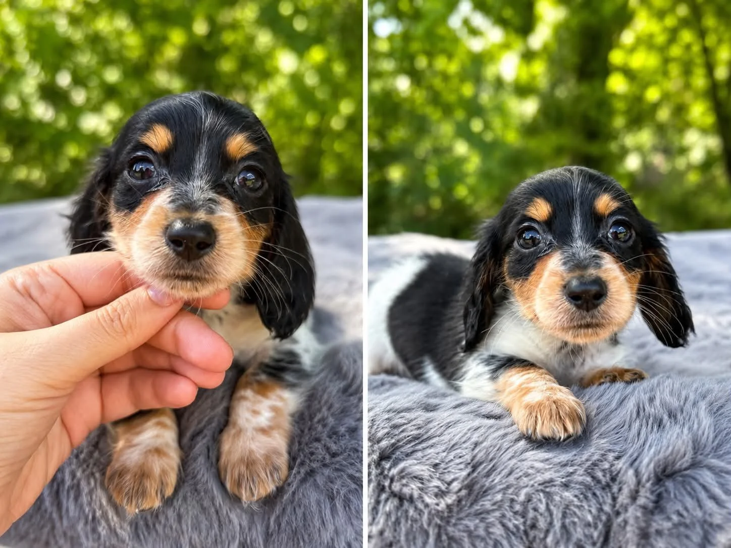 Boone - 1800 (MALE)
