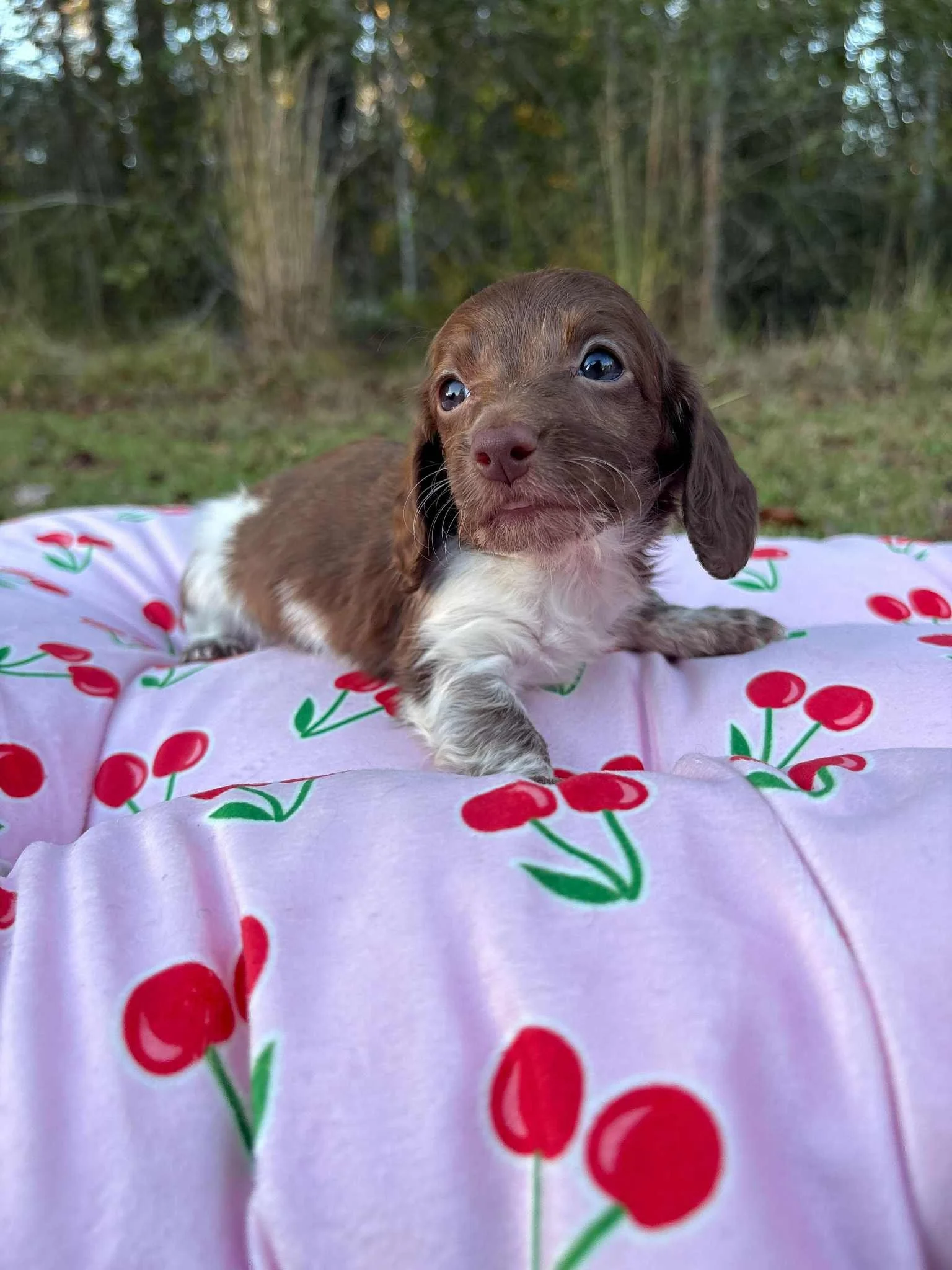 Sandy 1800 USD 
Female - AKC Limited Longhair Chocolate Piebald