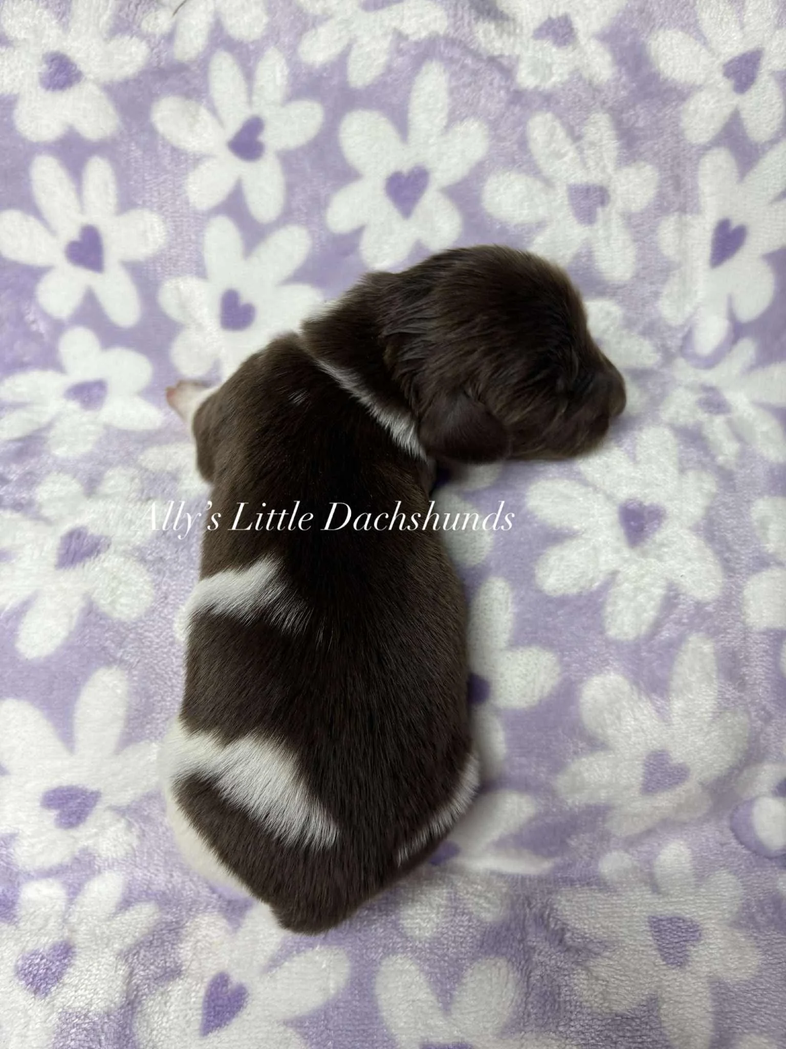 Reef - 1800 USD 
Male - AKC Limited Longhair Chocolate Piebald