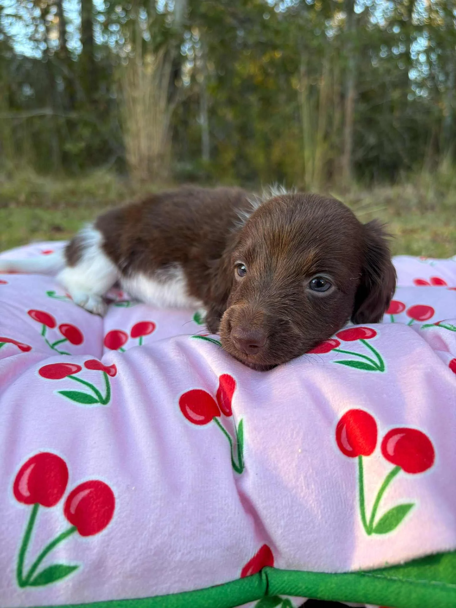 Reef - 1800 USD 
Male - AKC Limited Longhair Chocolate Piebald