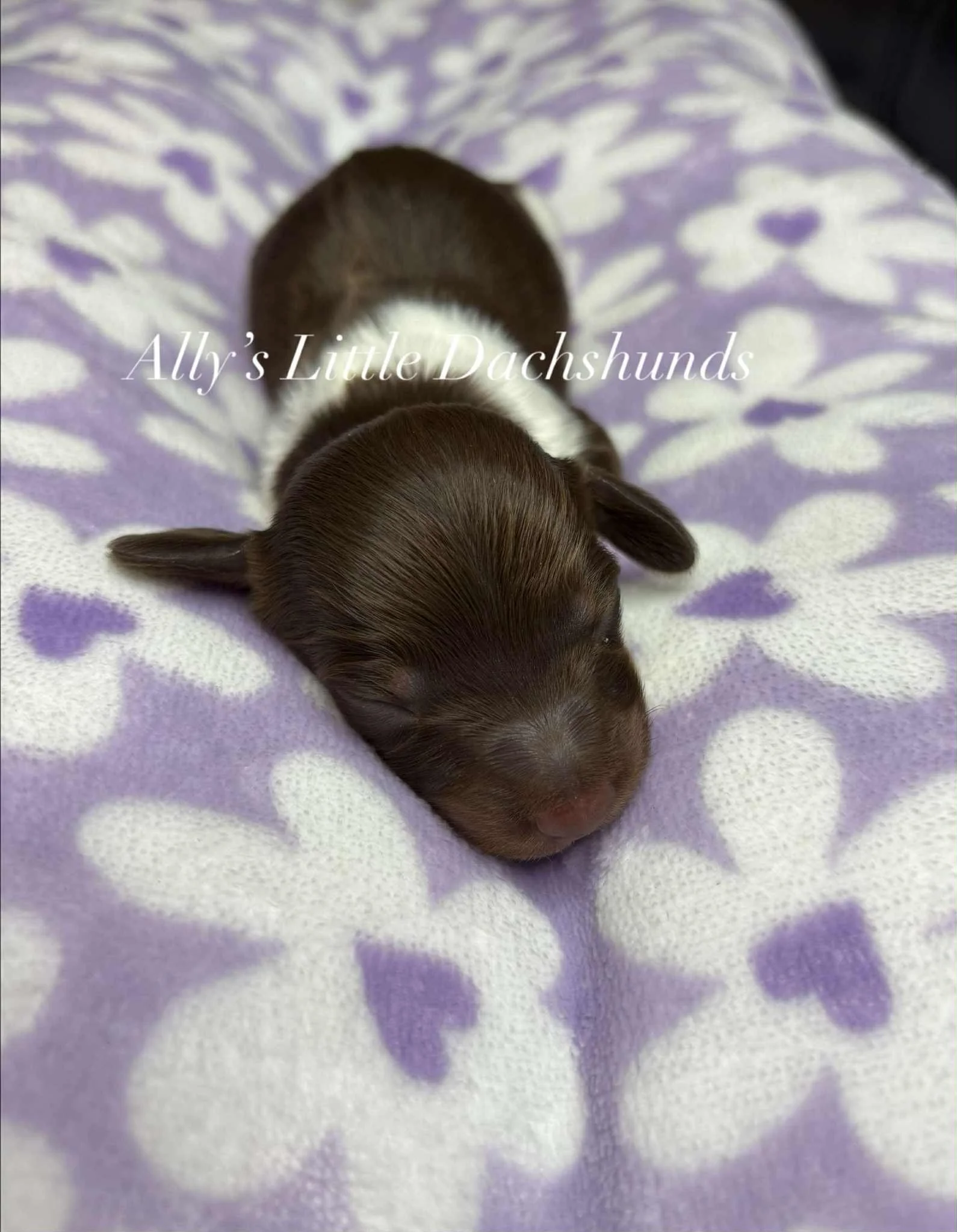 Finn - 1800 USD 
Male - AKC Limited Longhair Chocolate Piebald
