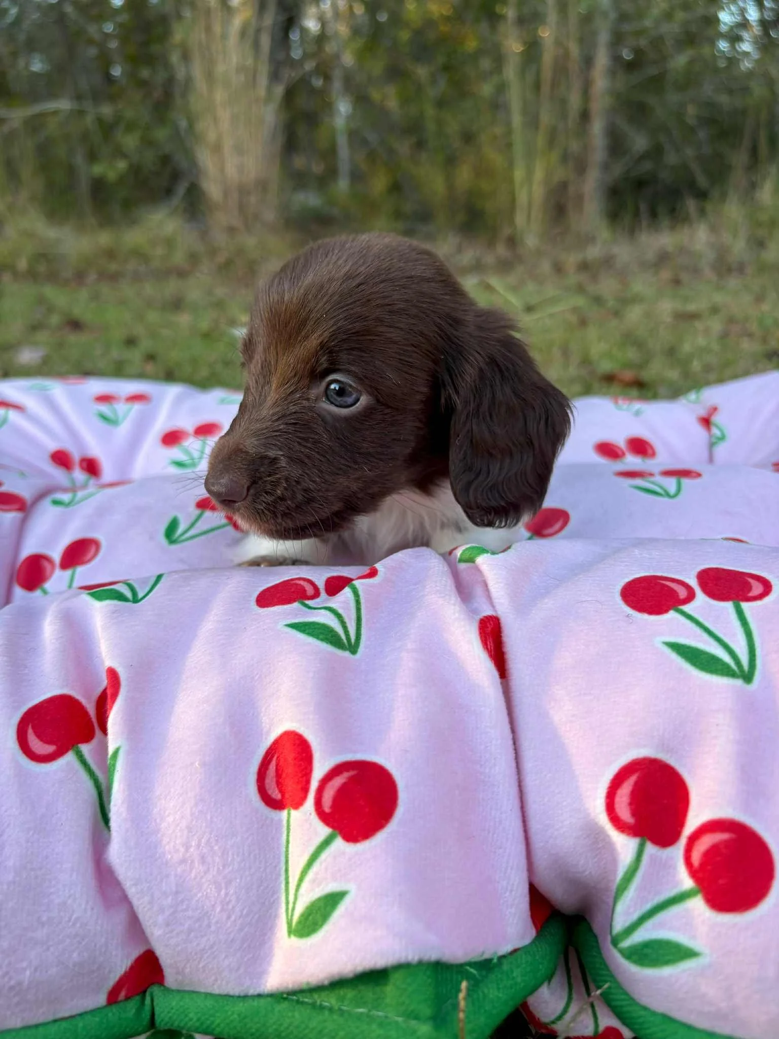 Reef - 1800 USD 
Male - AKC Limited Longhair Chocolate Piebald