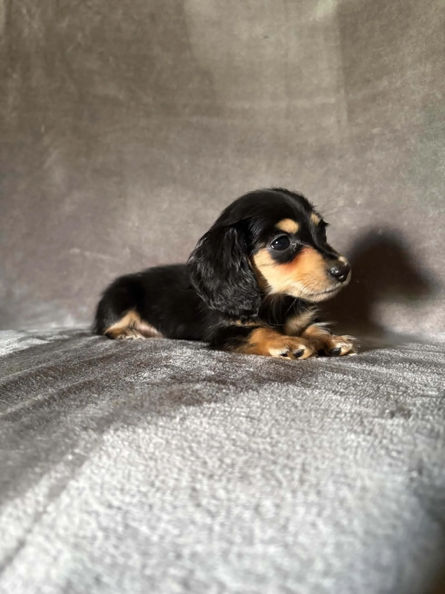 Dolly - 1800 (FEMALE)